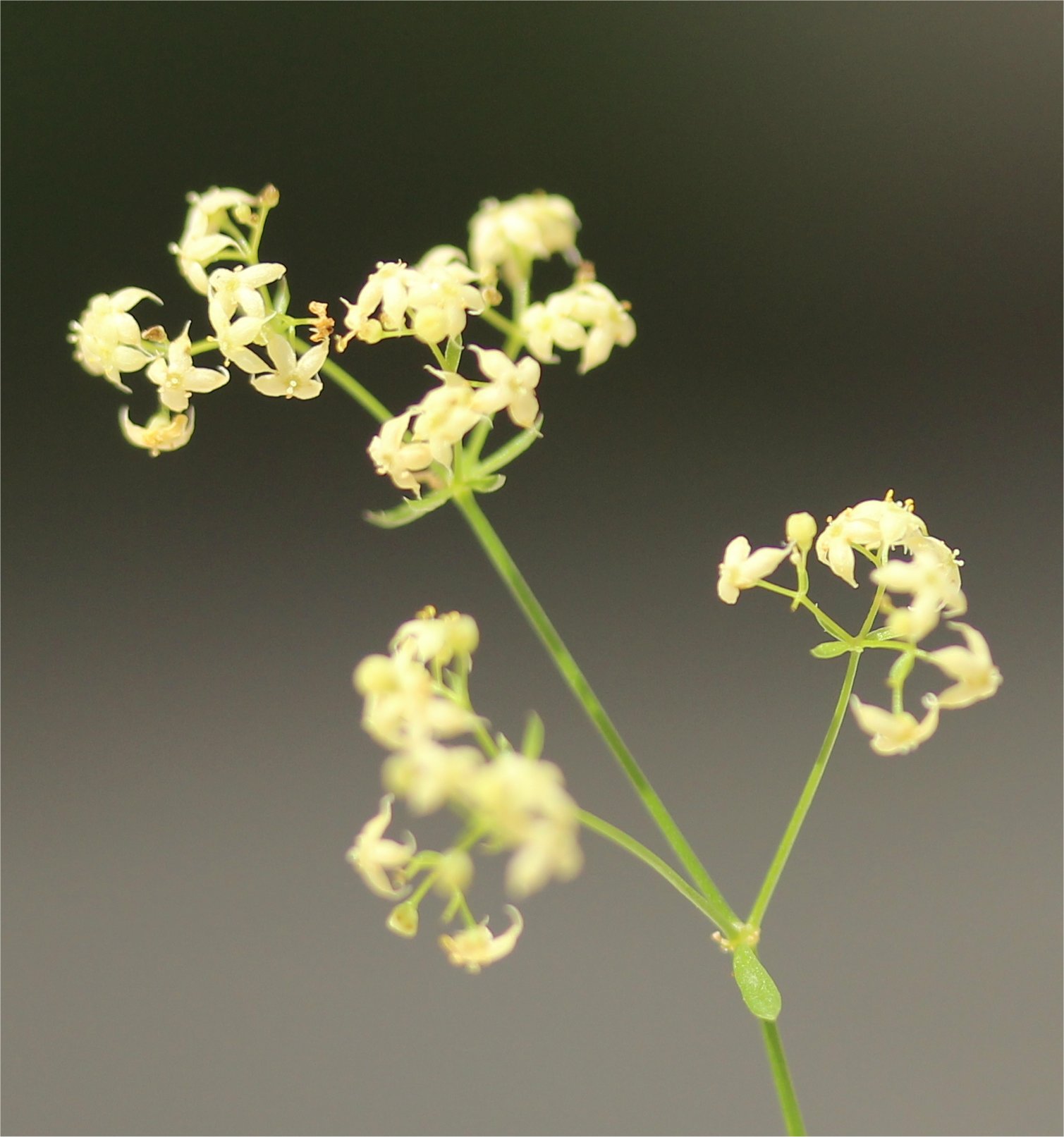 galium timeroyi