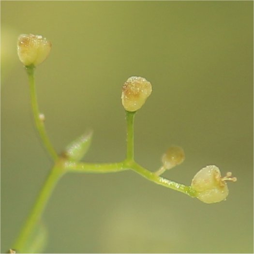 galium timeroyi
