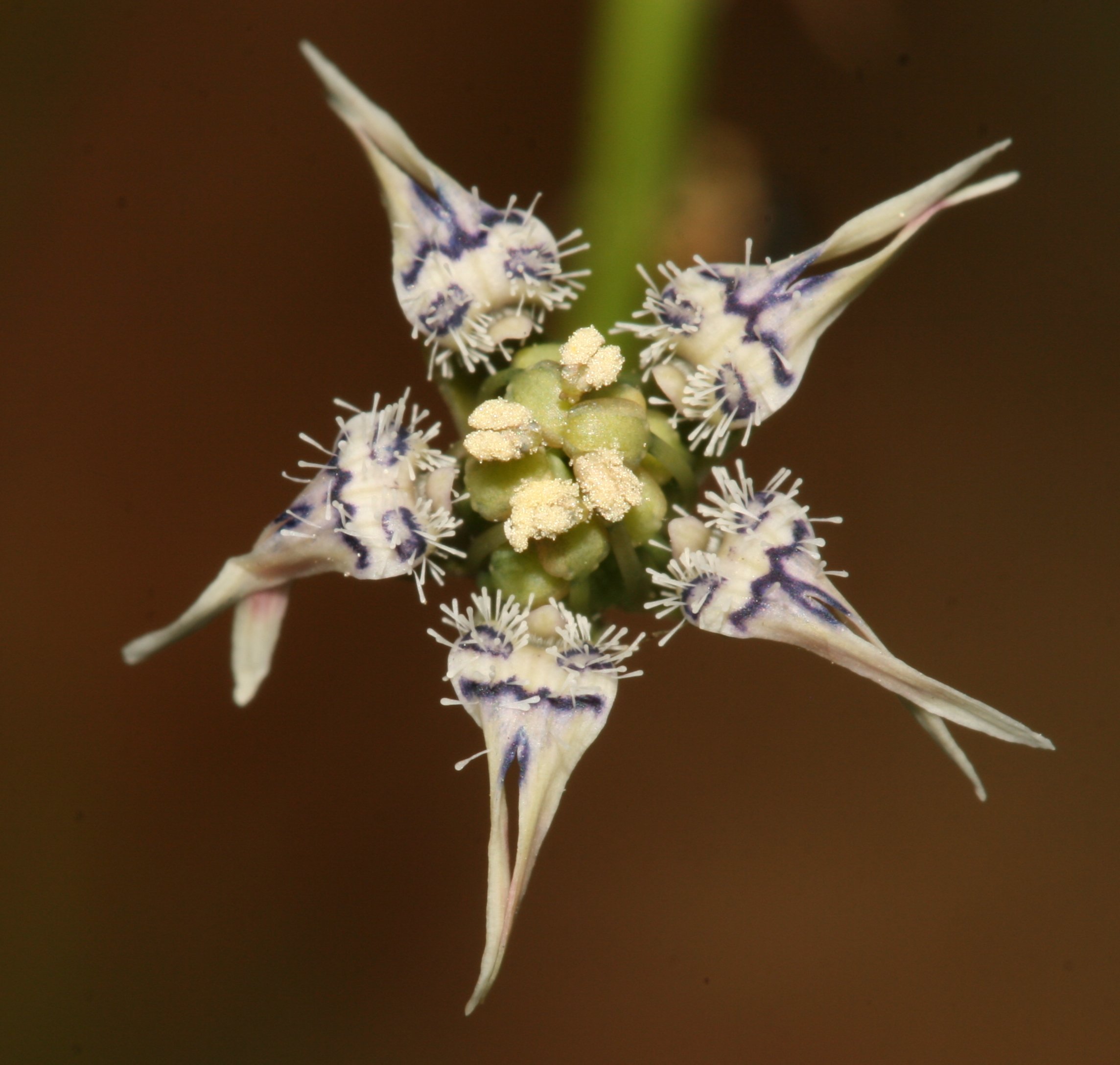 Garidella nigellastrumnigella nigellastrum