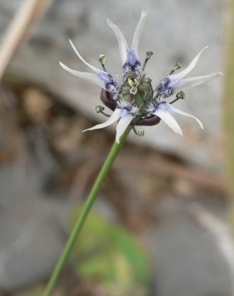 Garidella nigellastrumnigella nigellastrum