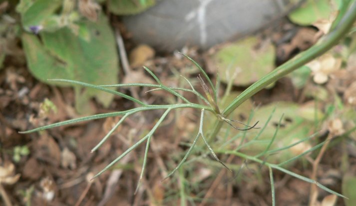 Garidella nigellastrumnigella nigellastrum