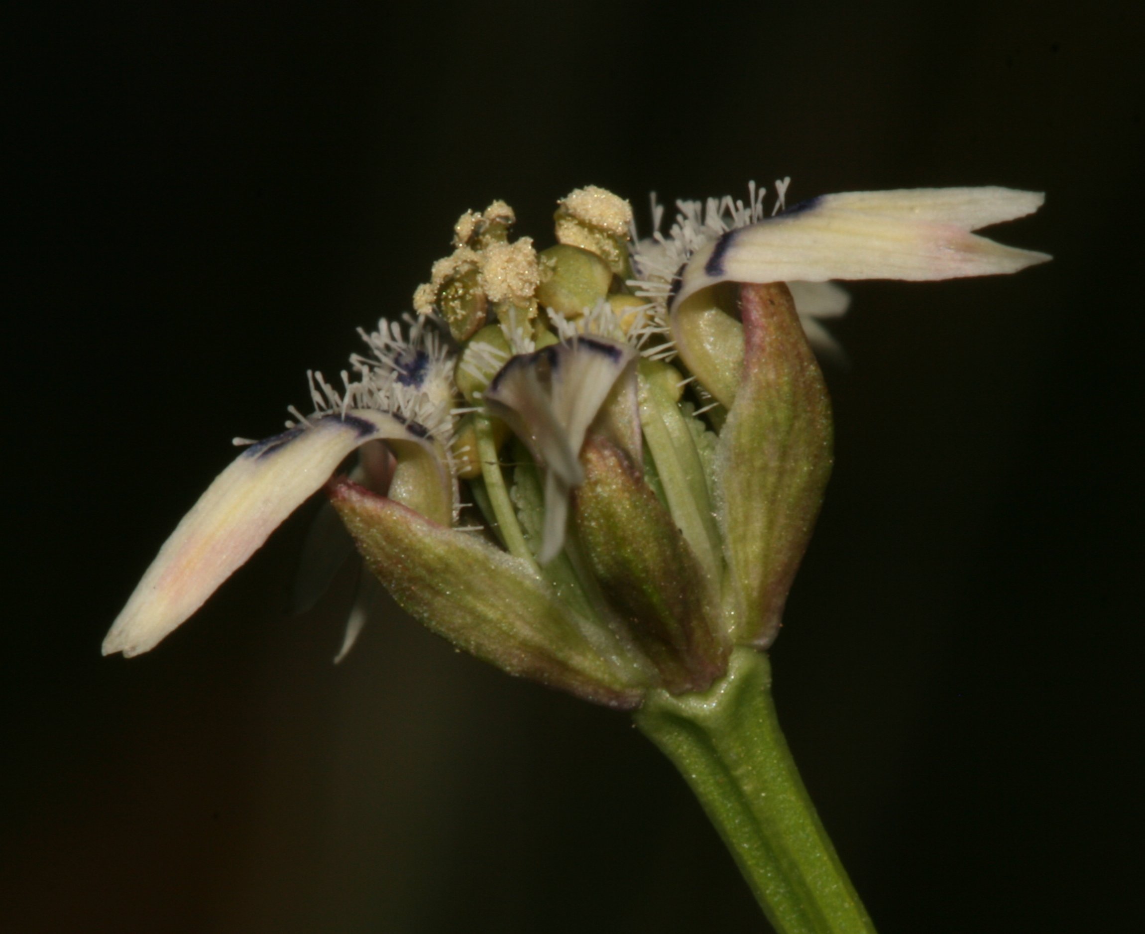 Garidella nigellastrumnigella nigellastrum