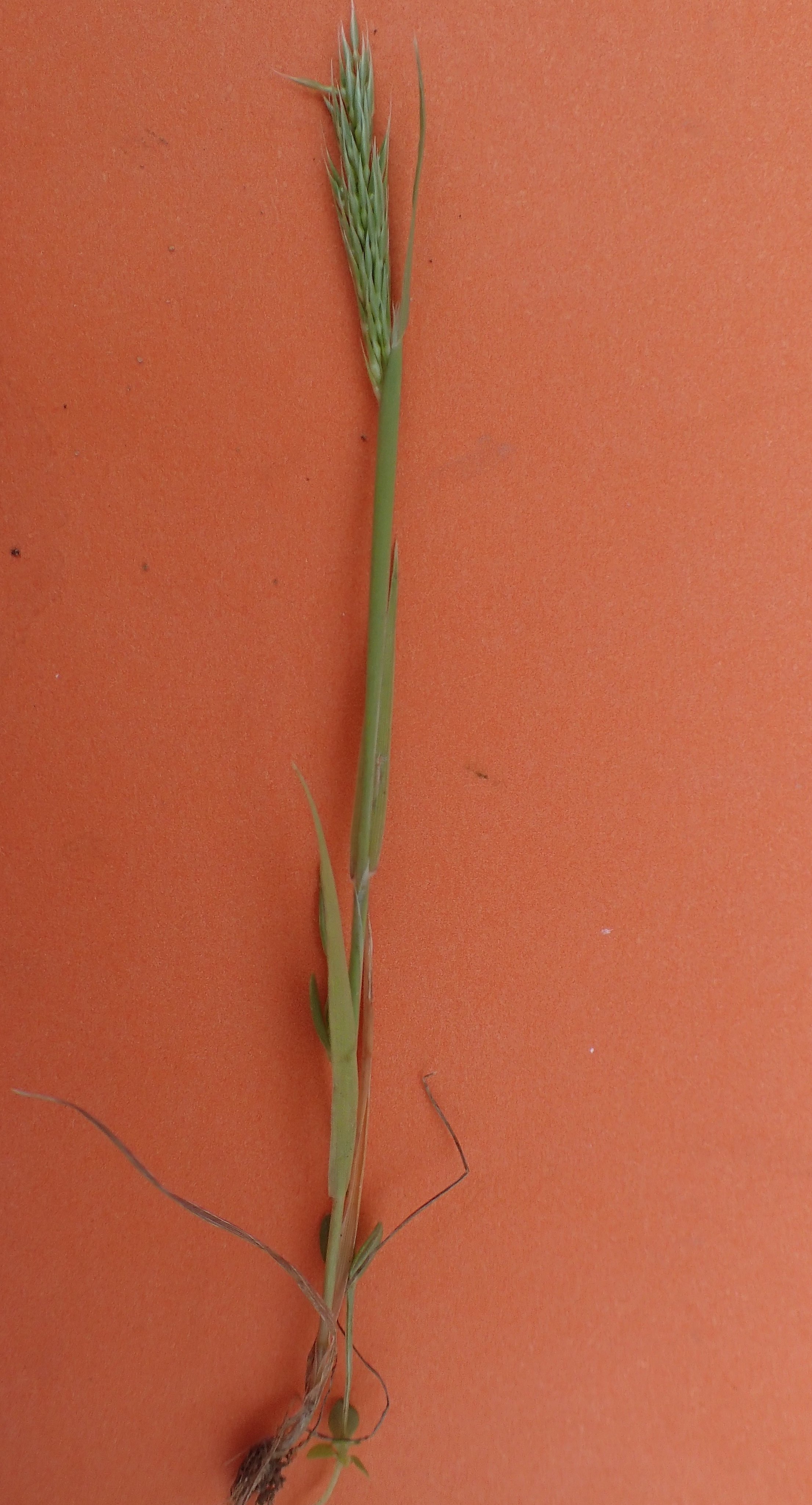 gastridium phleoides