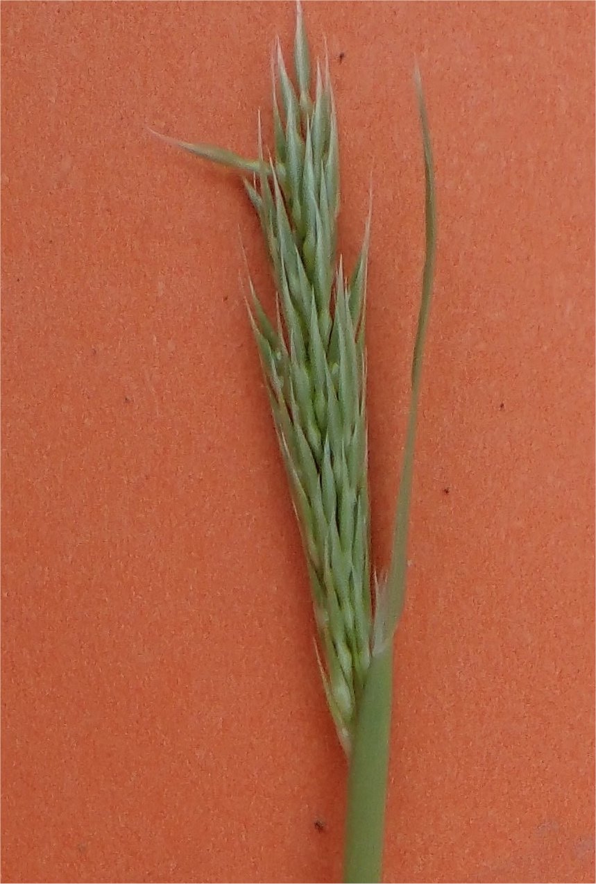 gastridium phleoides