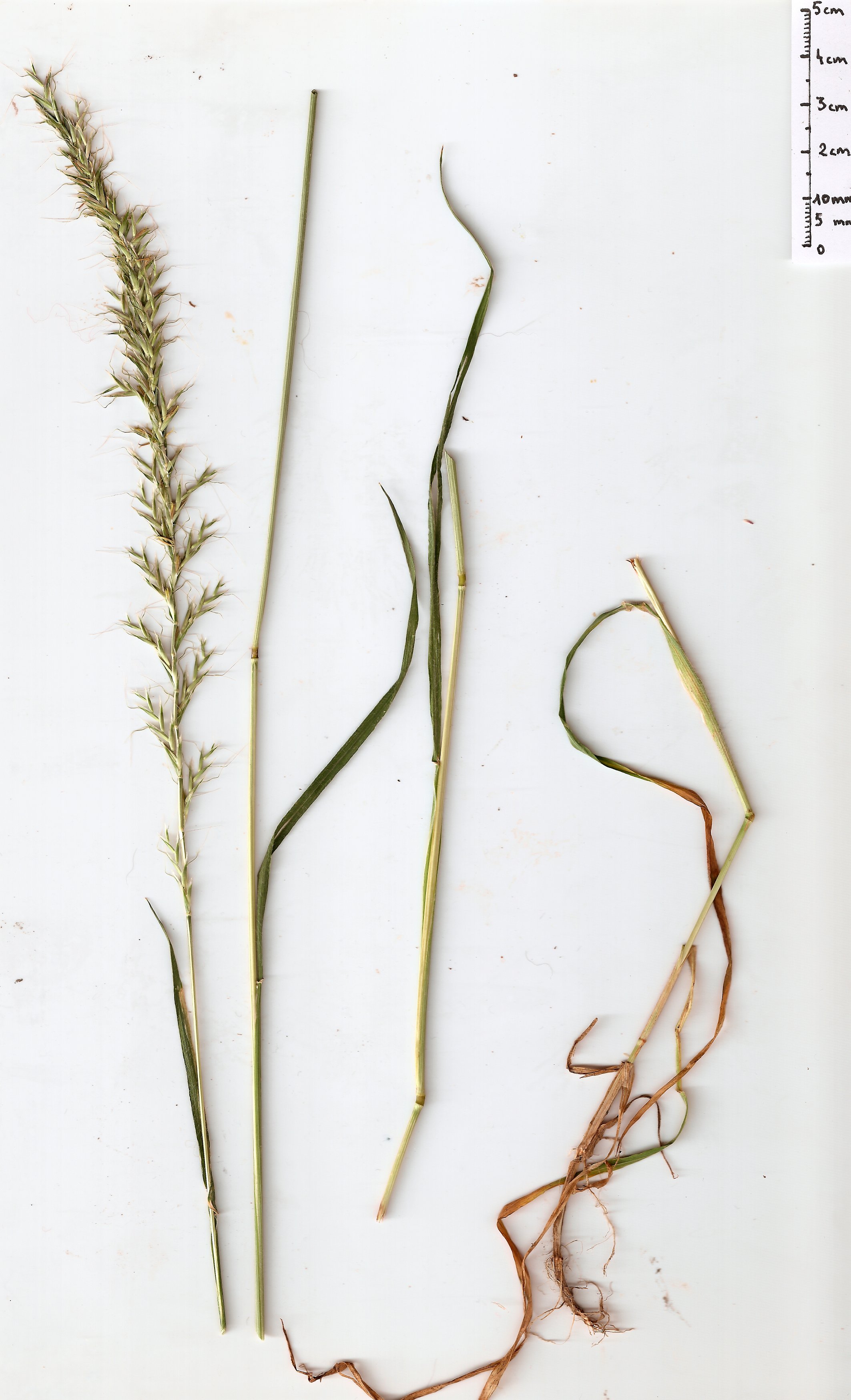 Gaudinia fragilisgaudinia fragilis