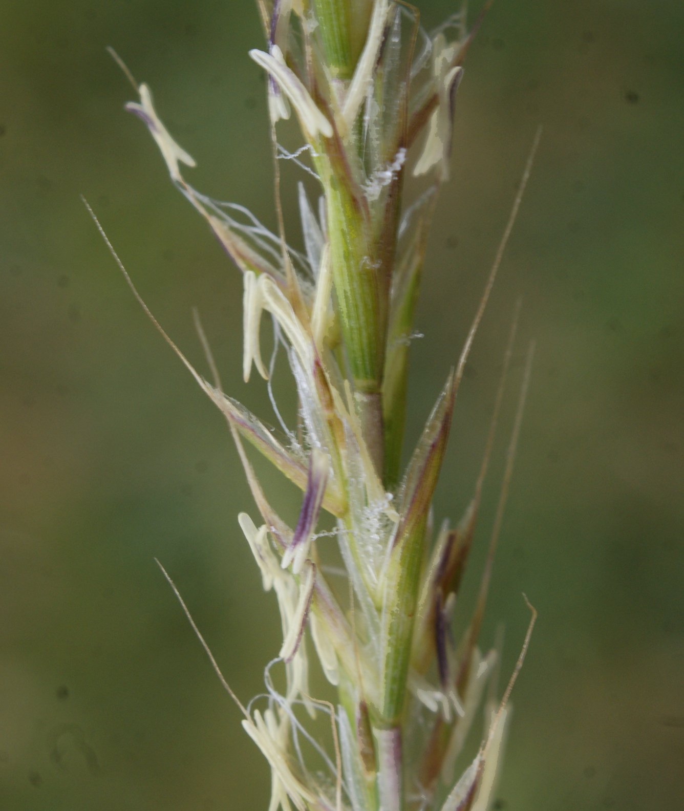 Gaudinia fragilisgaudinia fragilis