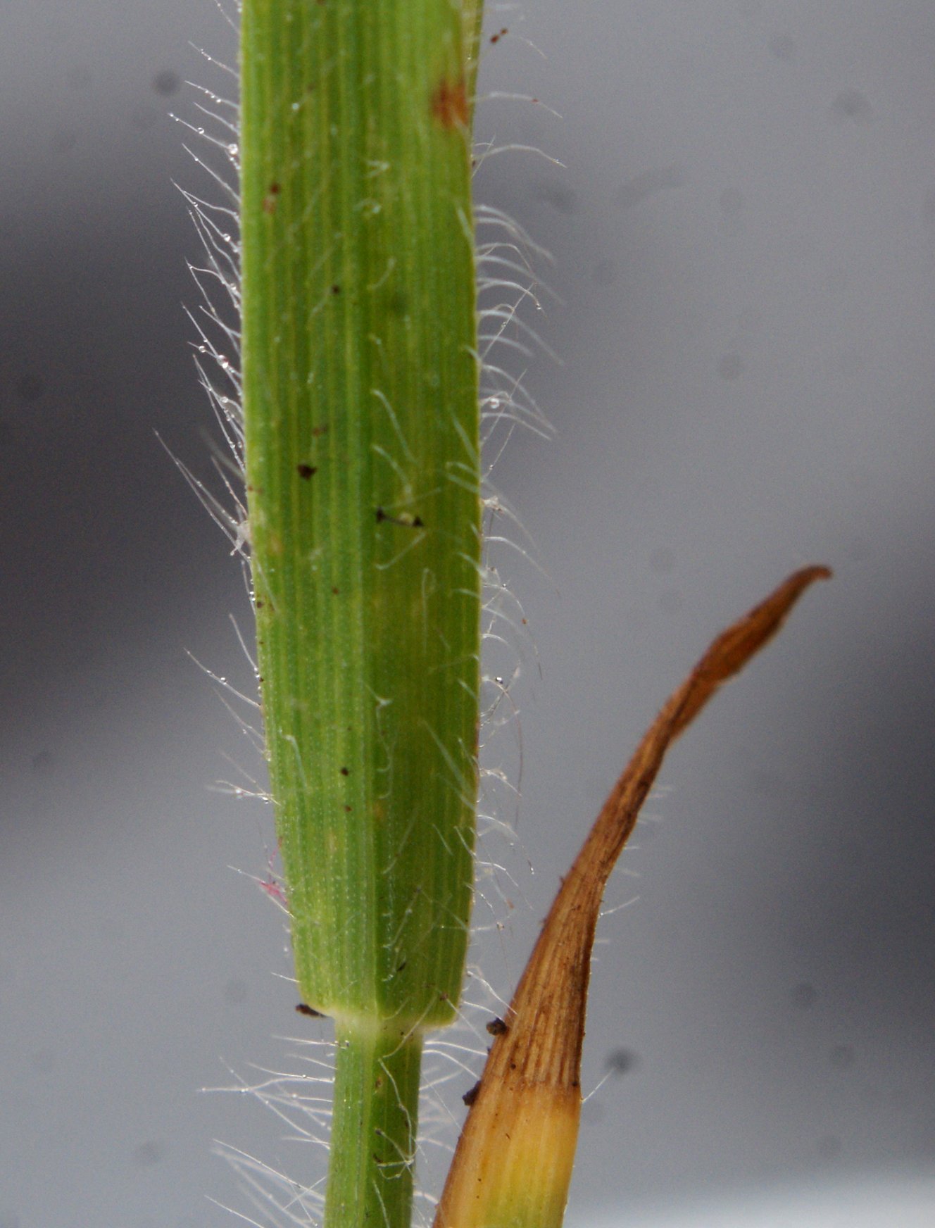 Gaudinia fragilisgaudinia fragilis