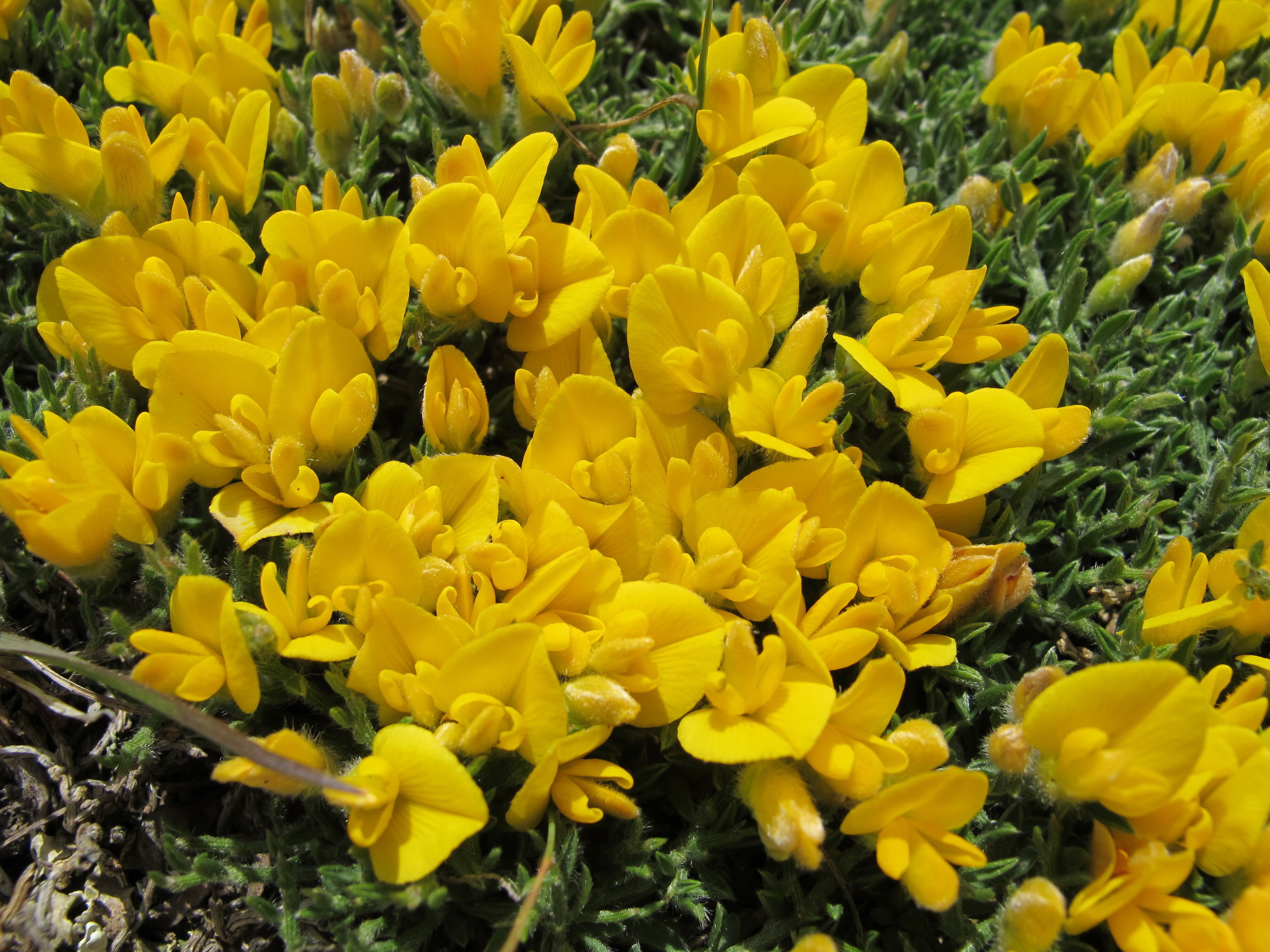 genista pulchella subsp pulchella