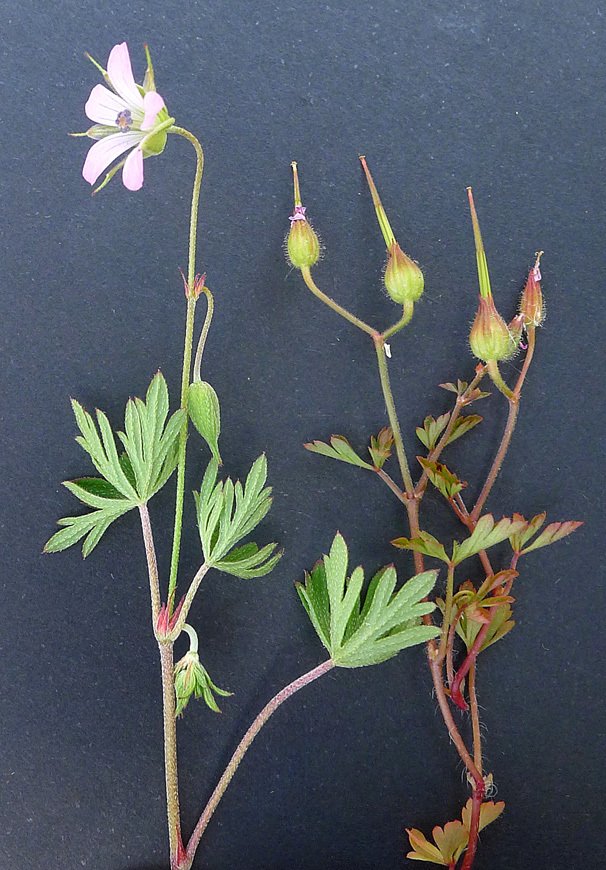 geranium columbinum