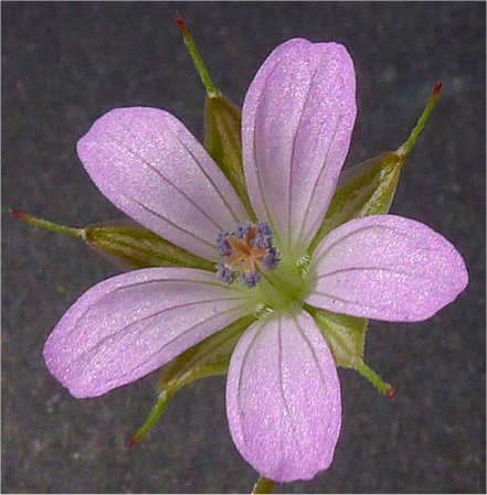 geranium columbinum