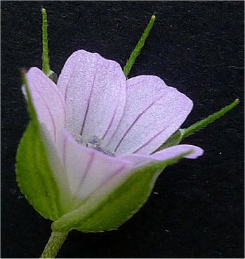 geranium columbinum