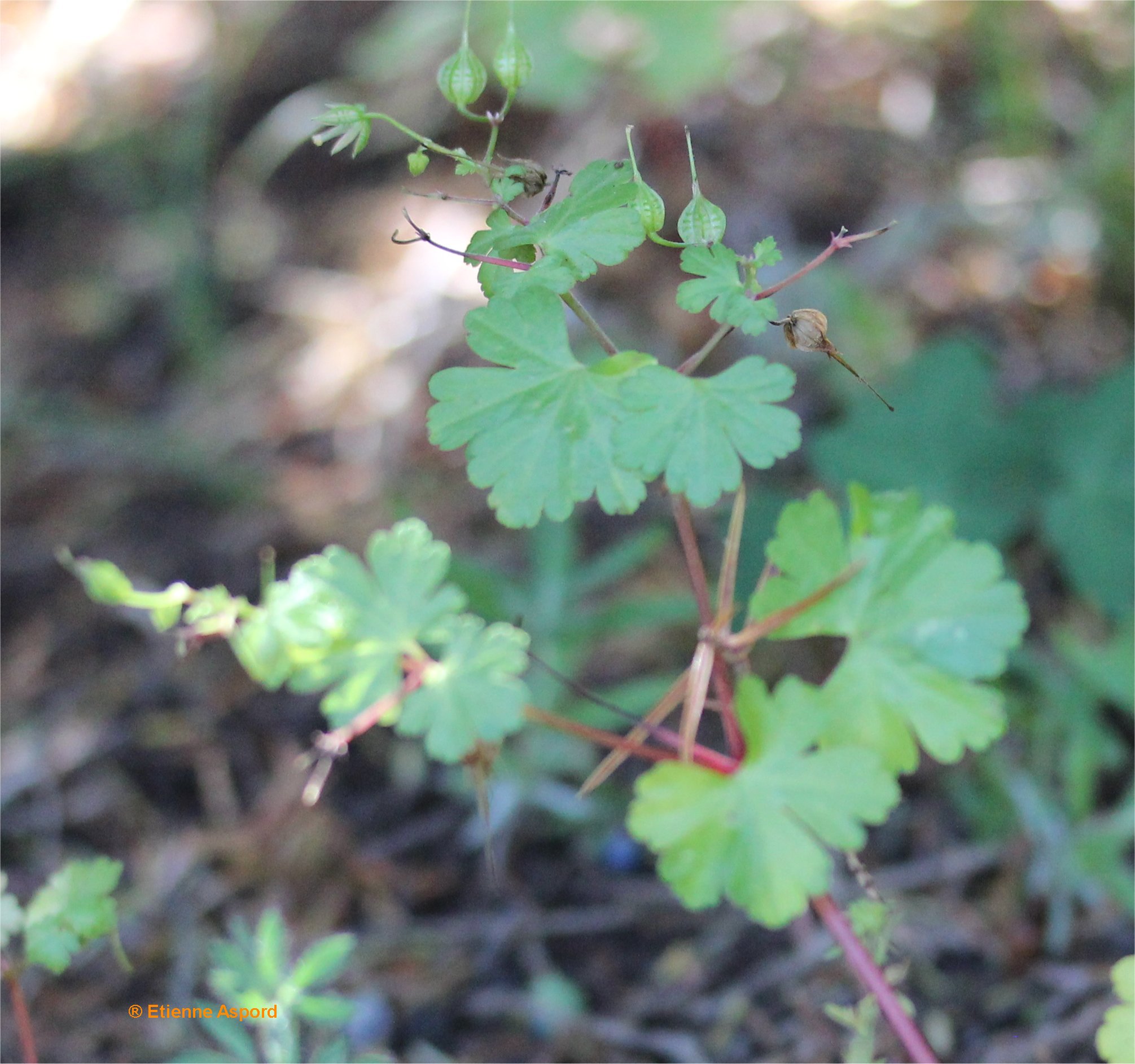 geranium lucidum