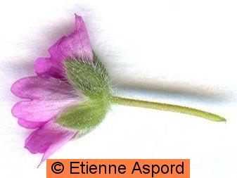 geranium molle