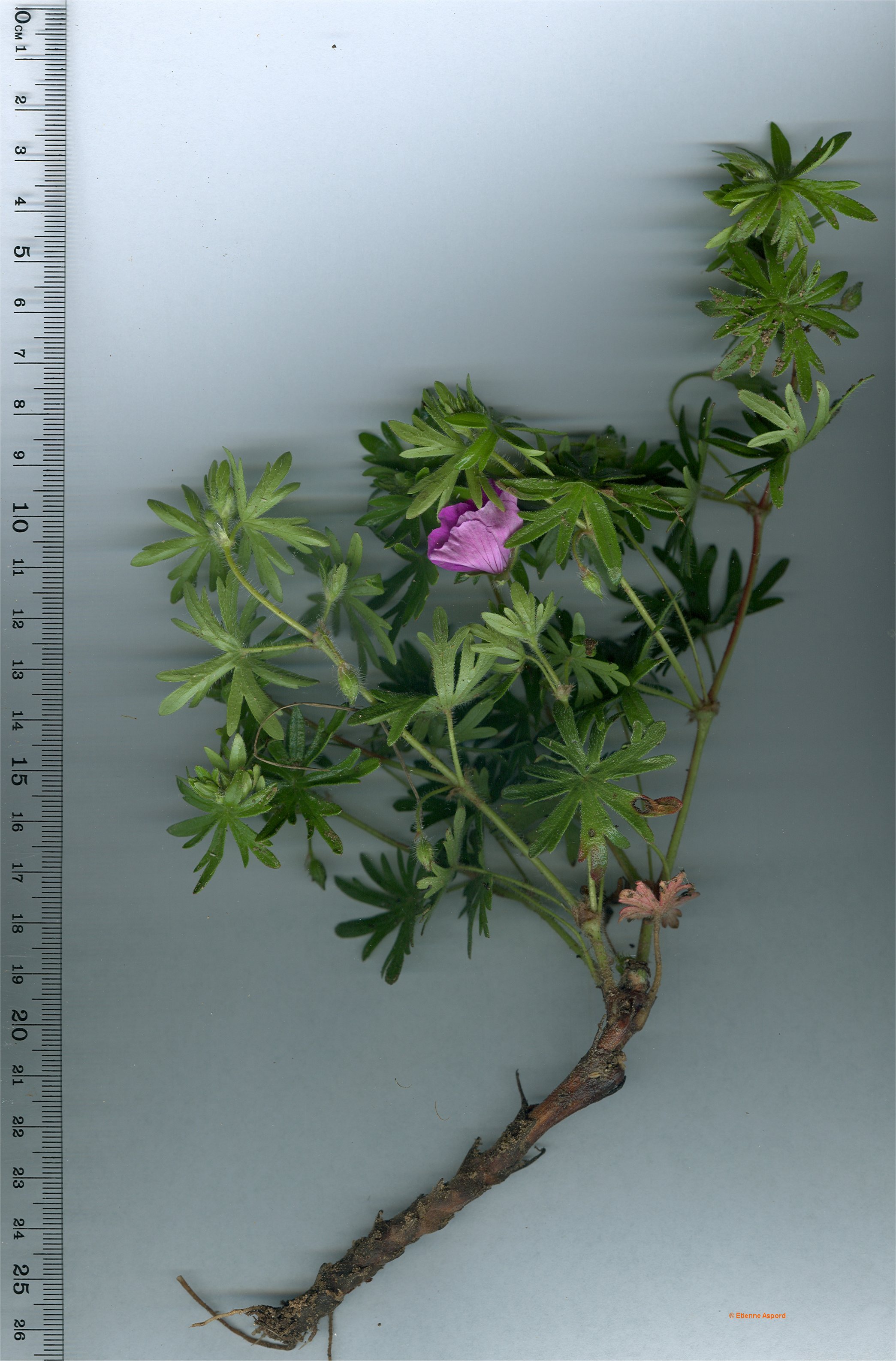 geranium sanguineum