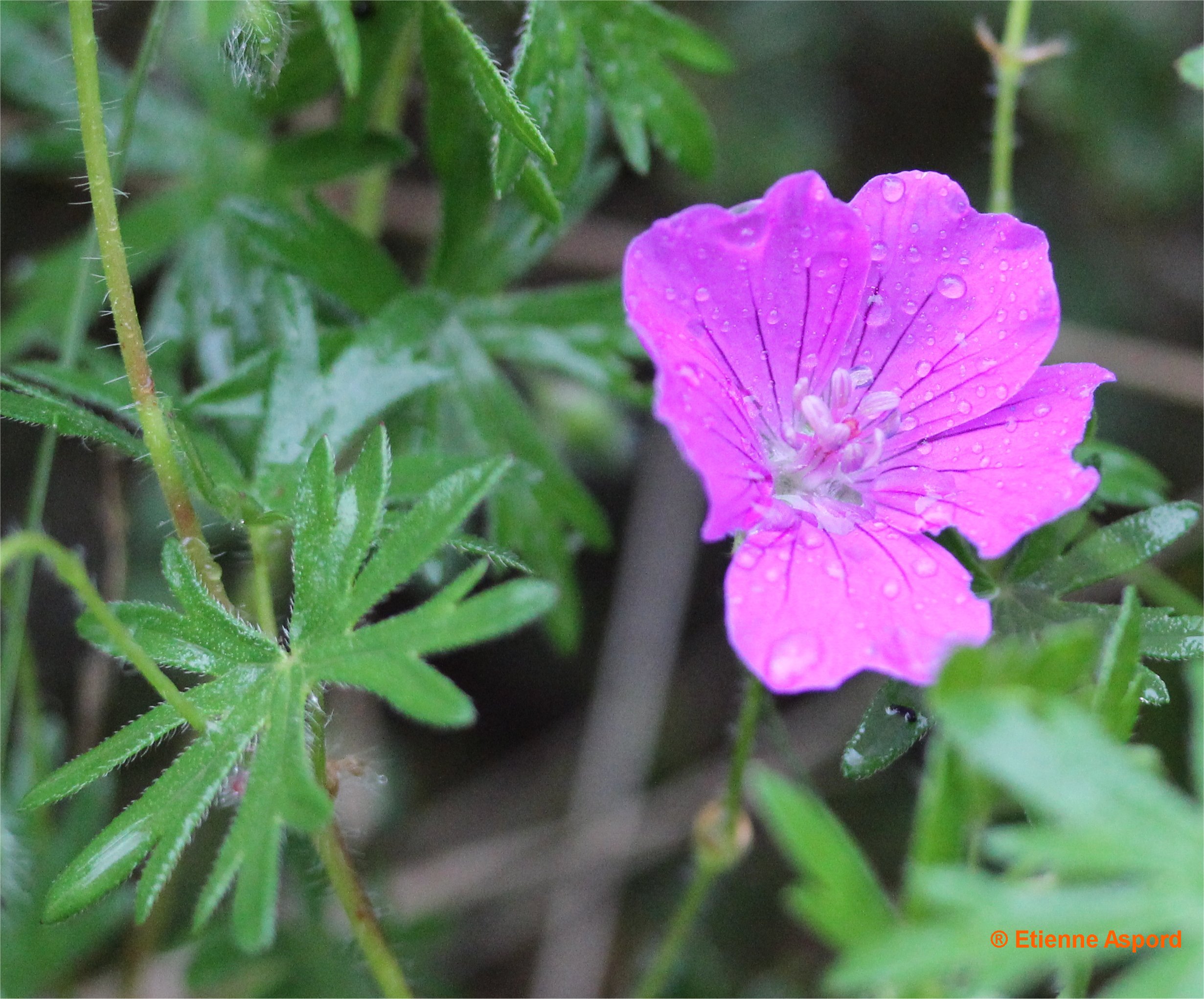 geranium sanguineum