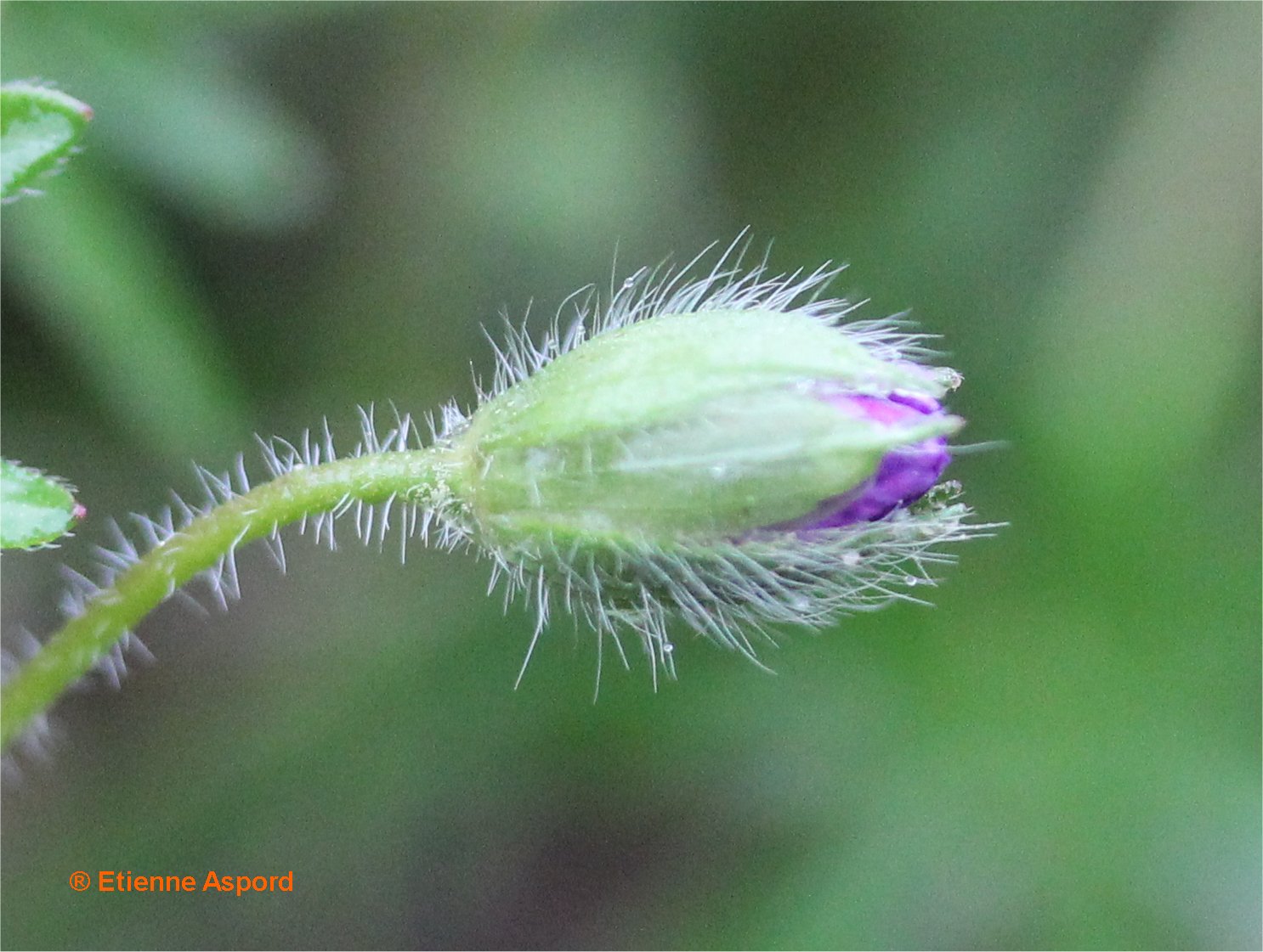 geranium sanguineum