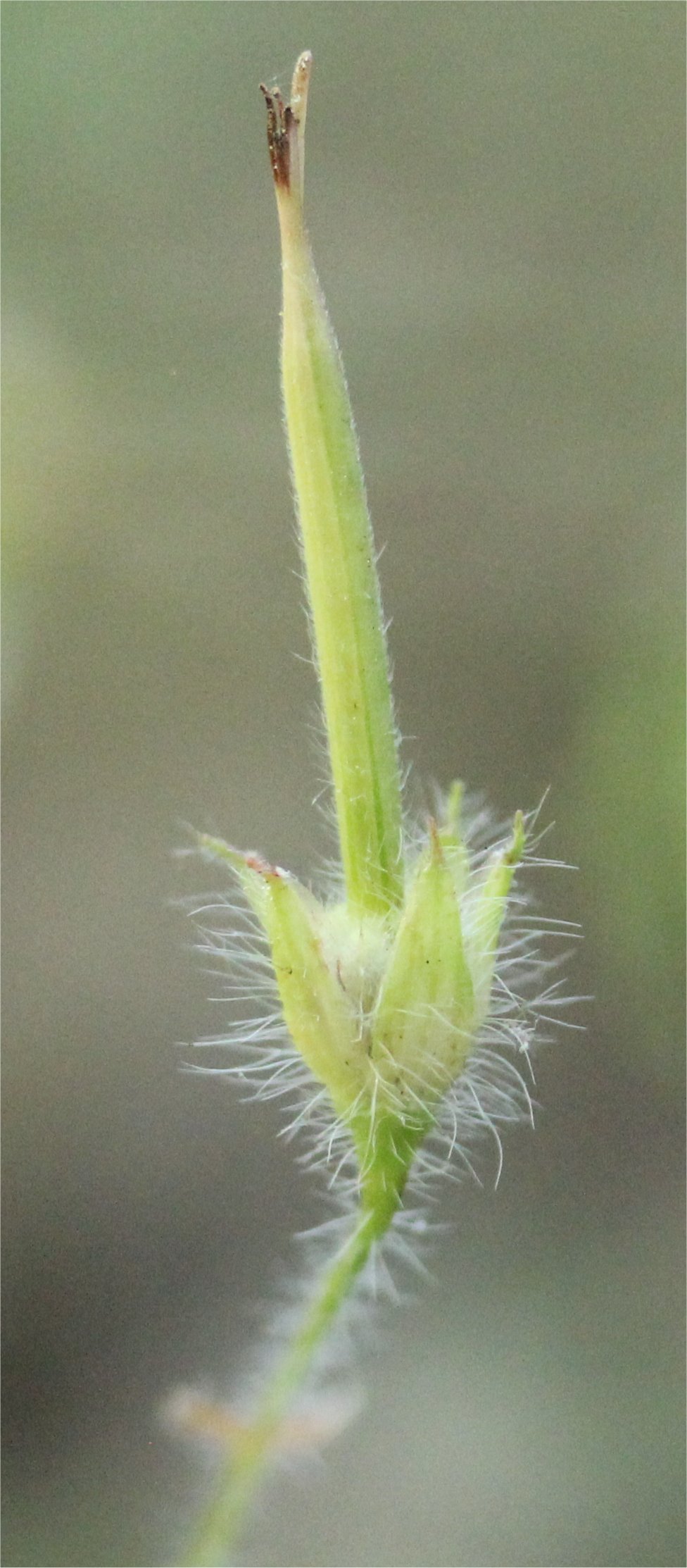 geranium sanguineum