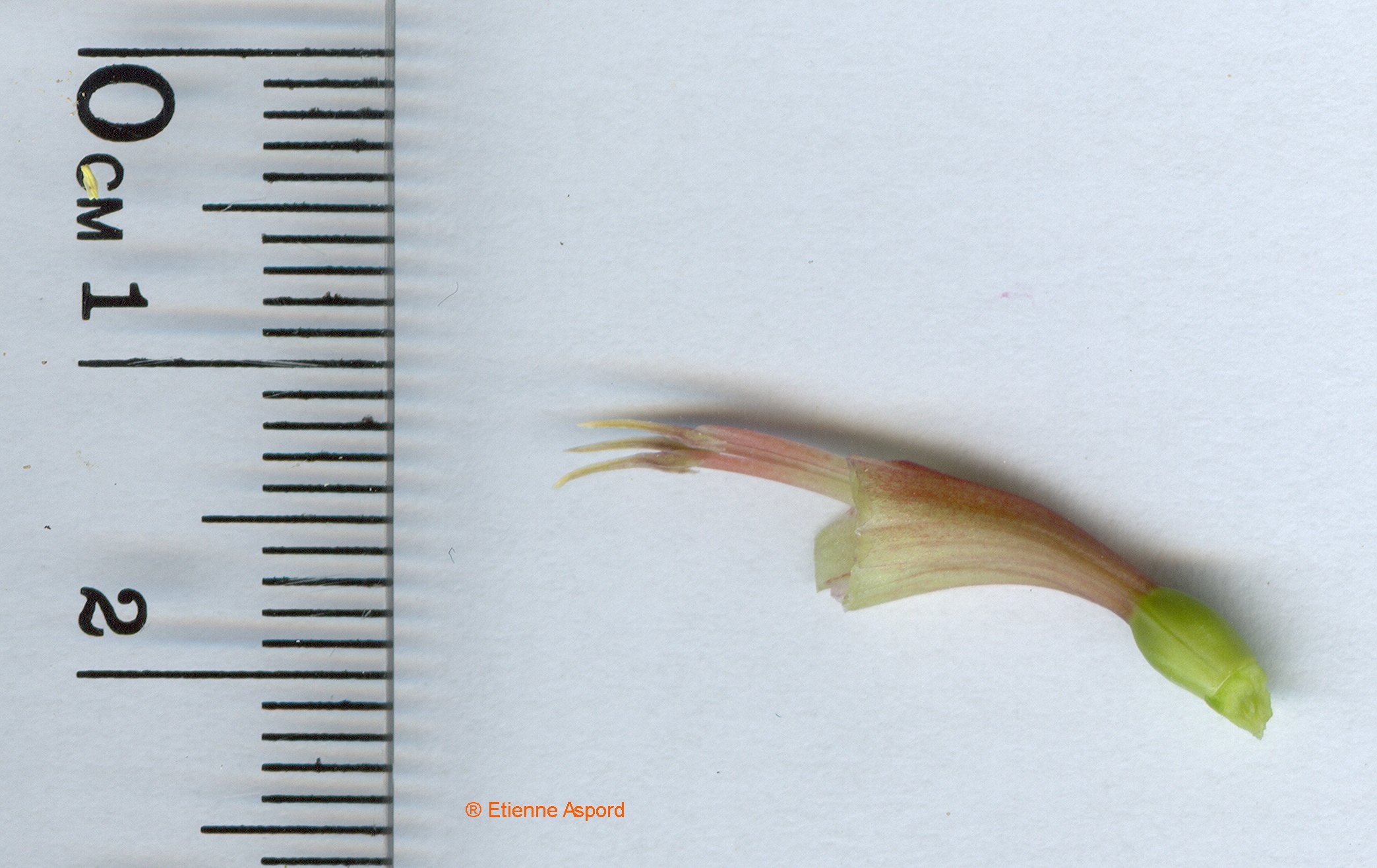 gladiolus communis