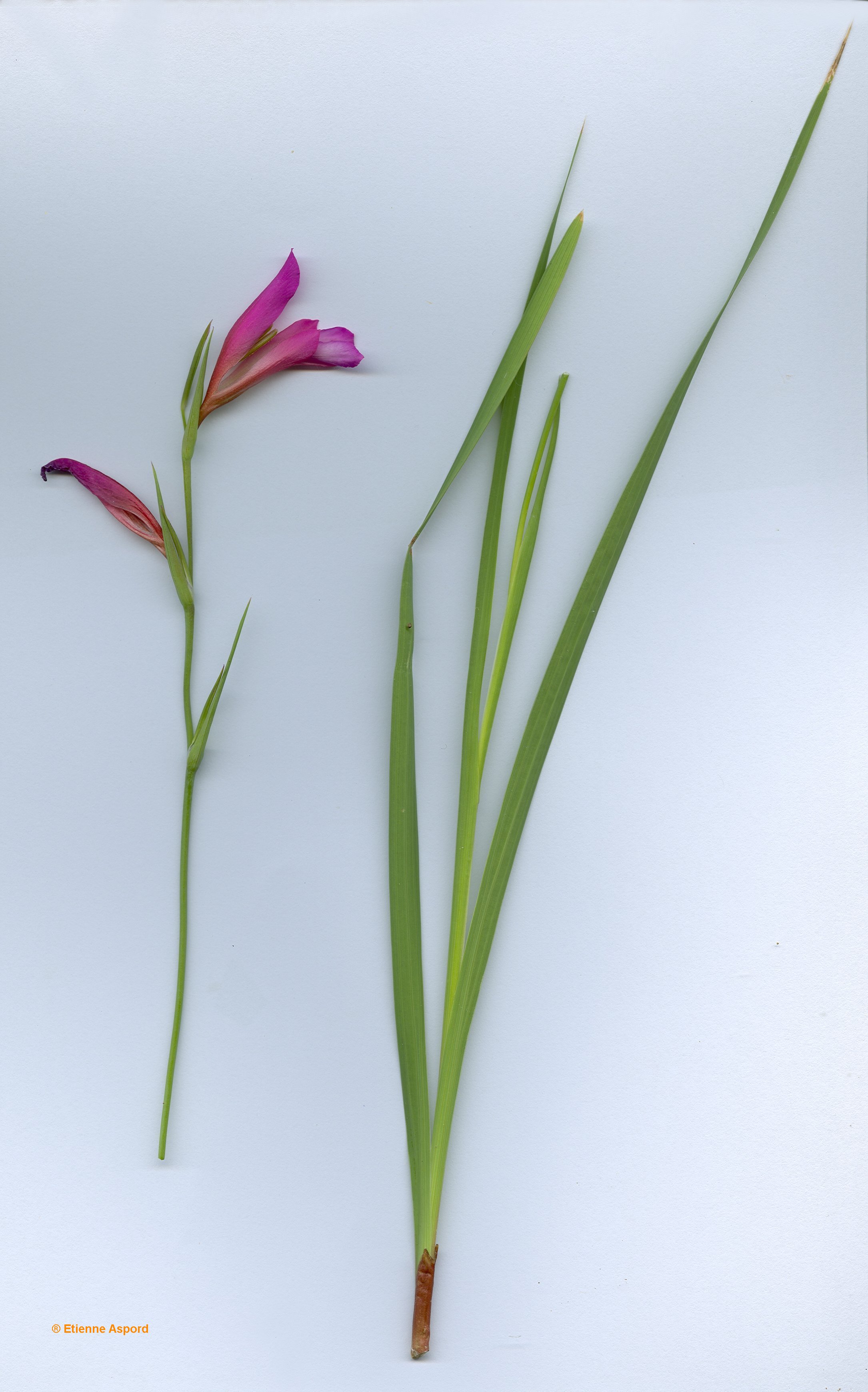 gladiolus italicus