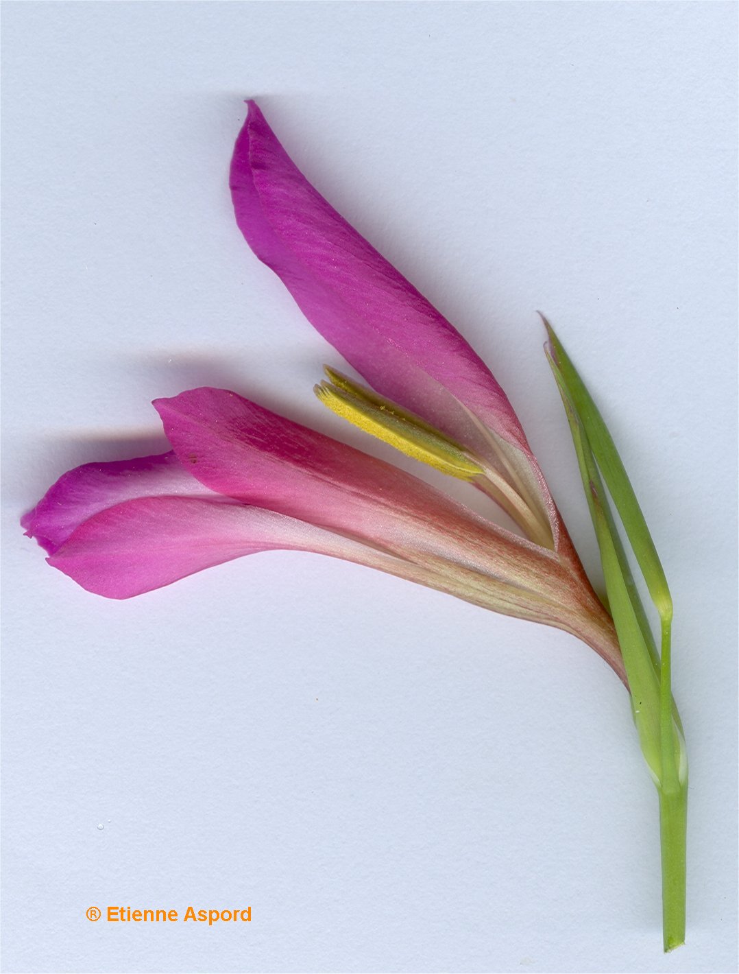 gladiolus italicus