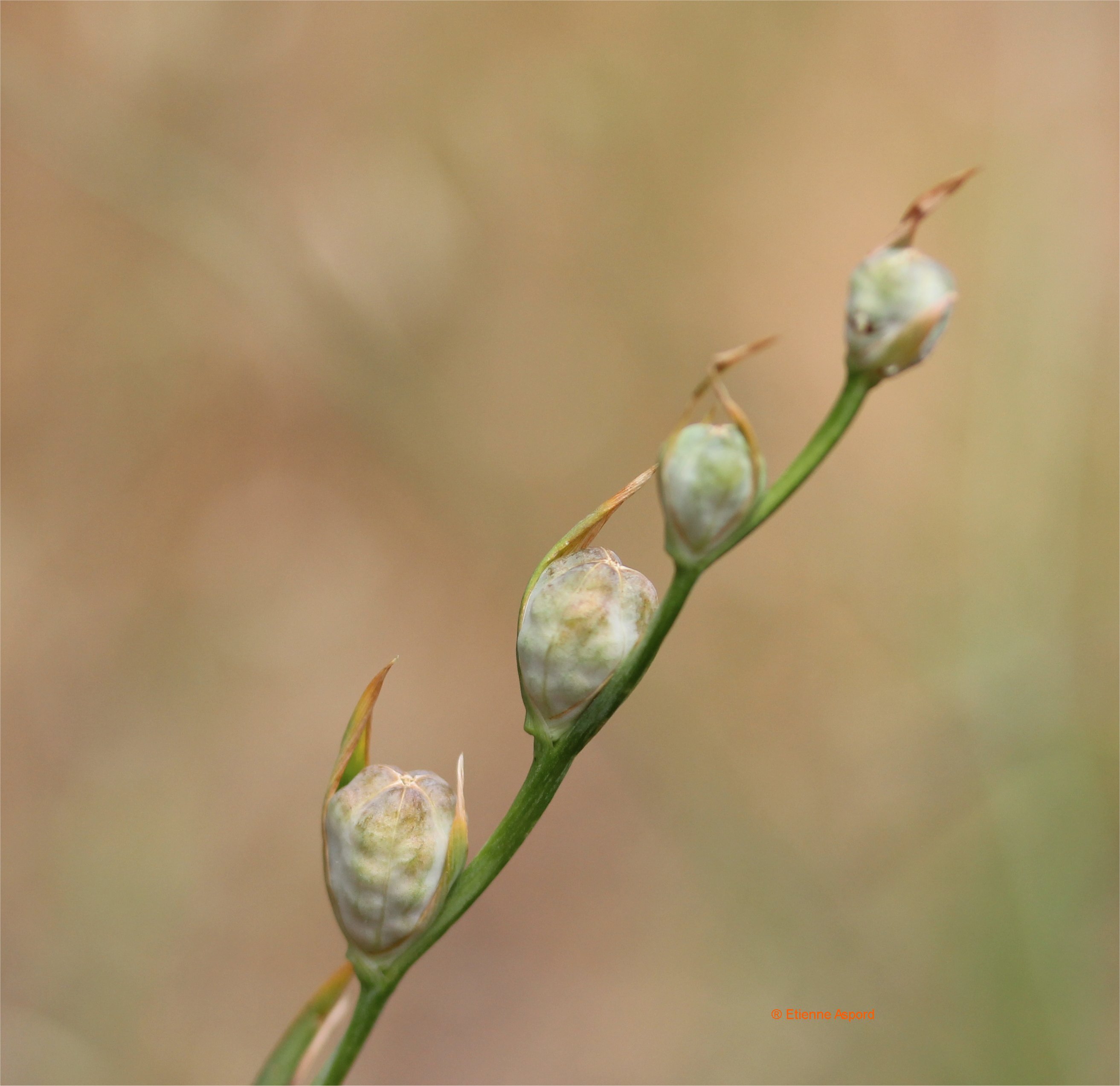 gladiolus italicus
