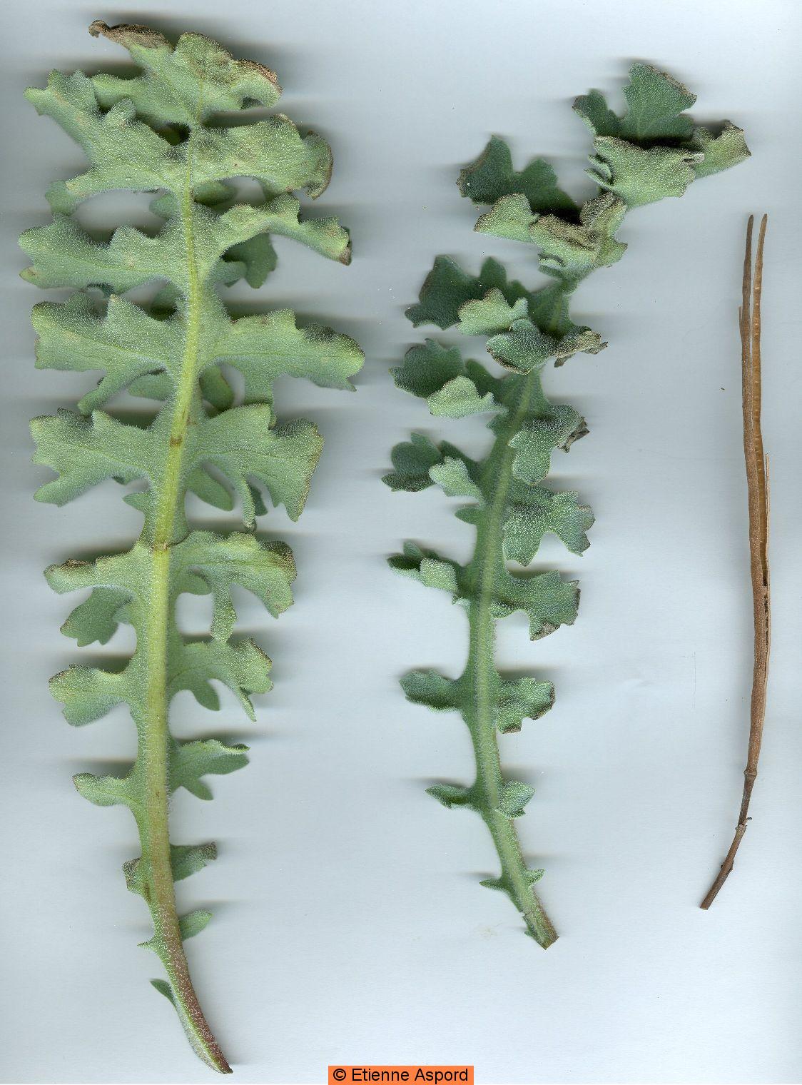 glaucium flavum