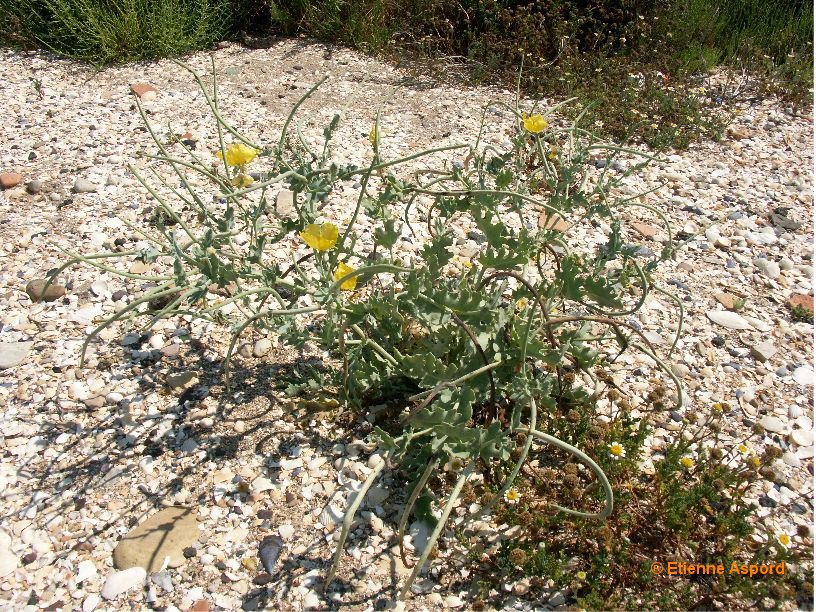 glaucium flavum