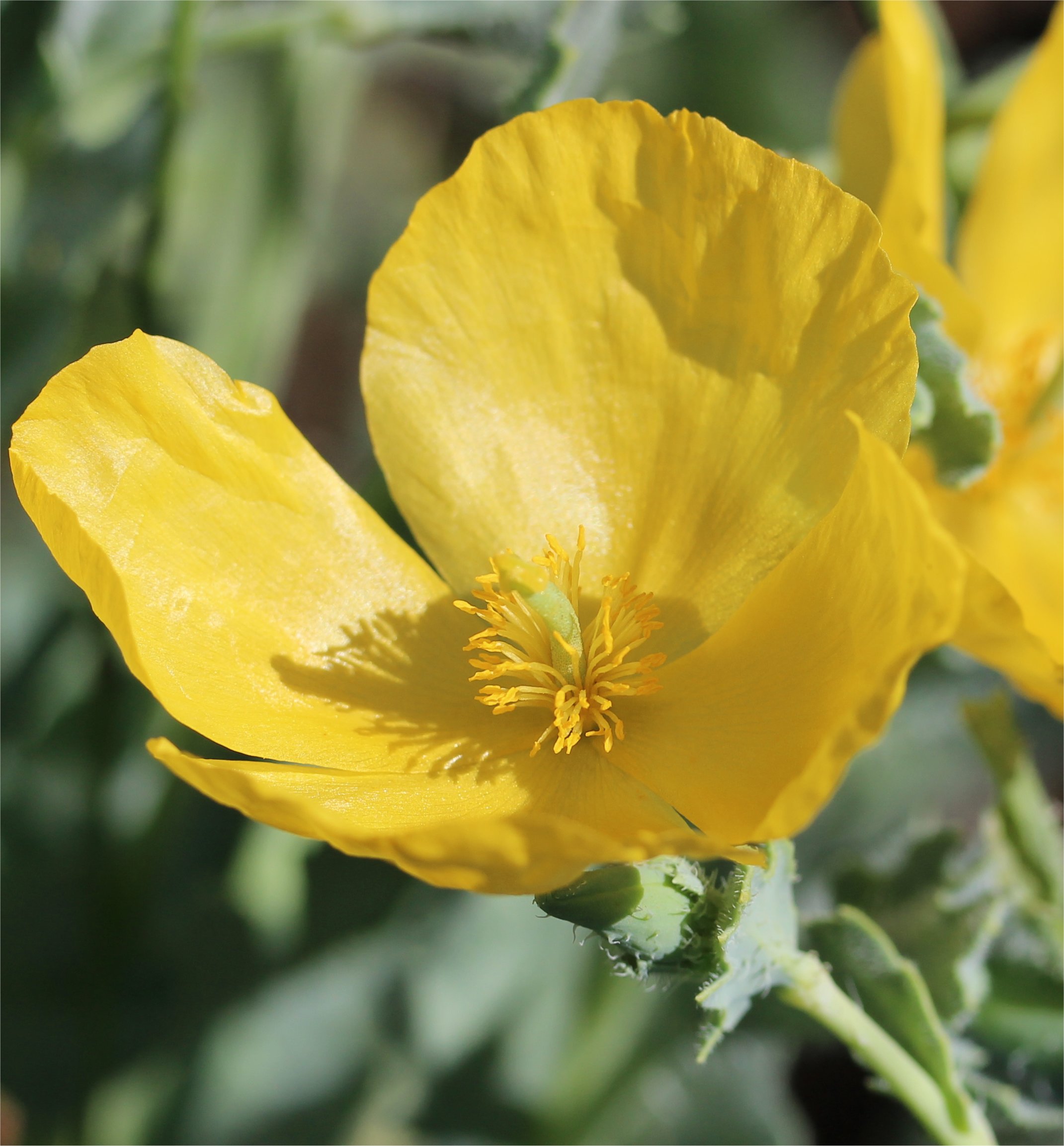glaucium flavum