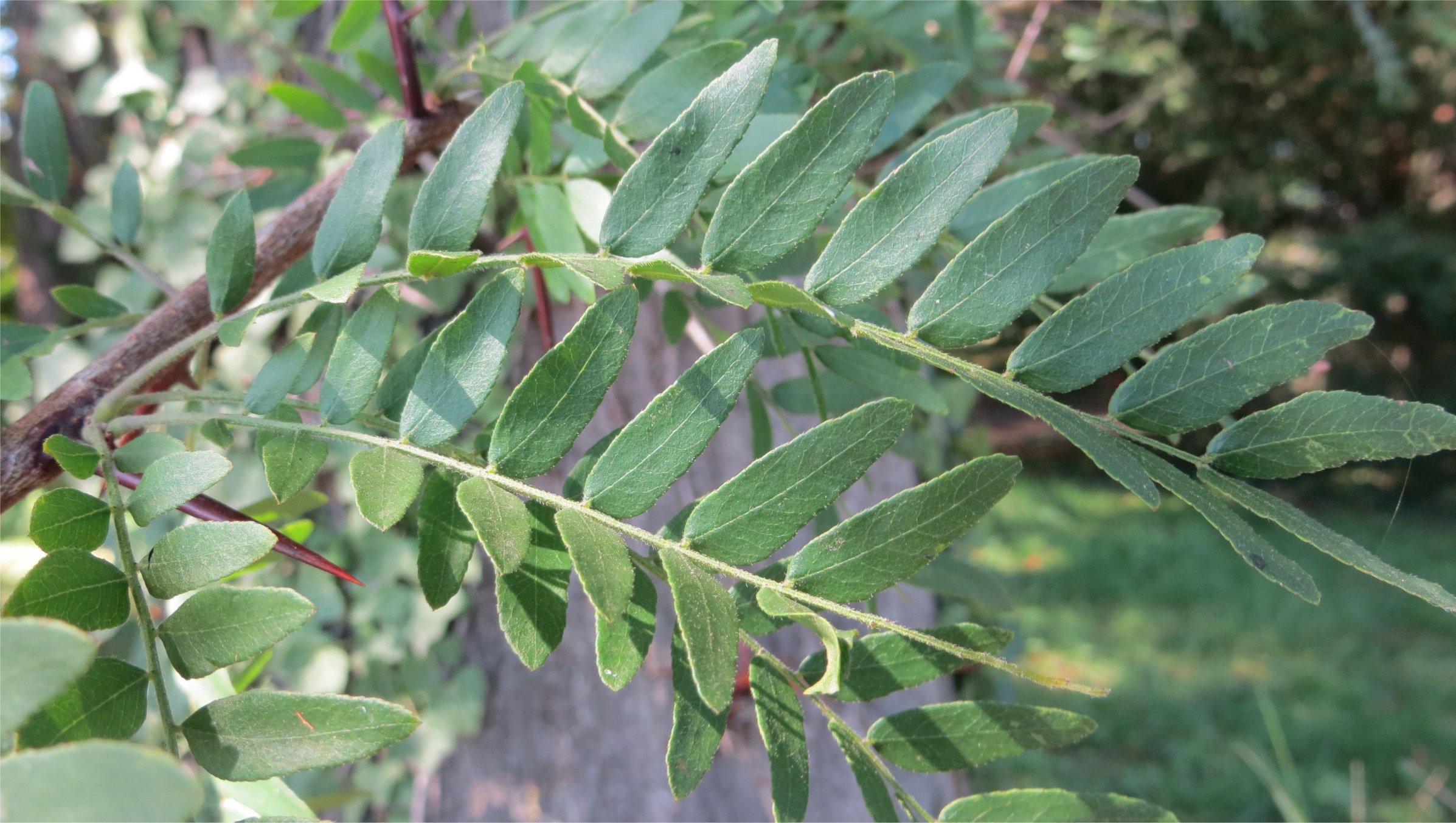 Gleditsia triacanthosgleditsia triacanthos