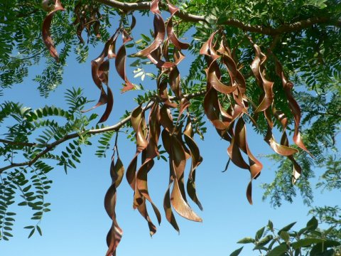 Gleditsia triacanthosgleditsia triacanthos