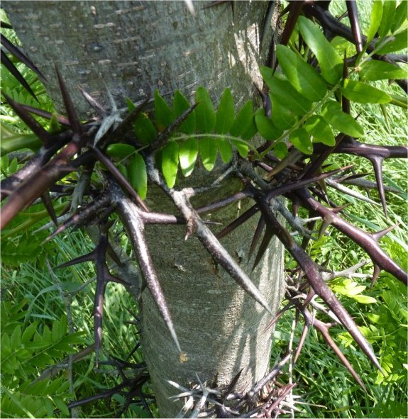 Gleditsia triacanthosgleditsia triacanthos