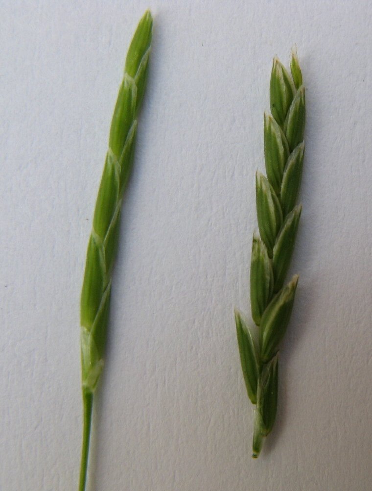 glyceria fluitans