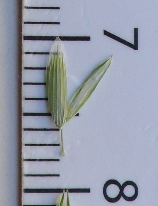 glyceria fluitans