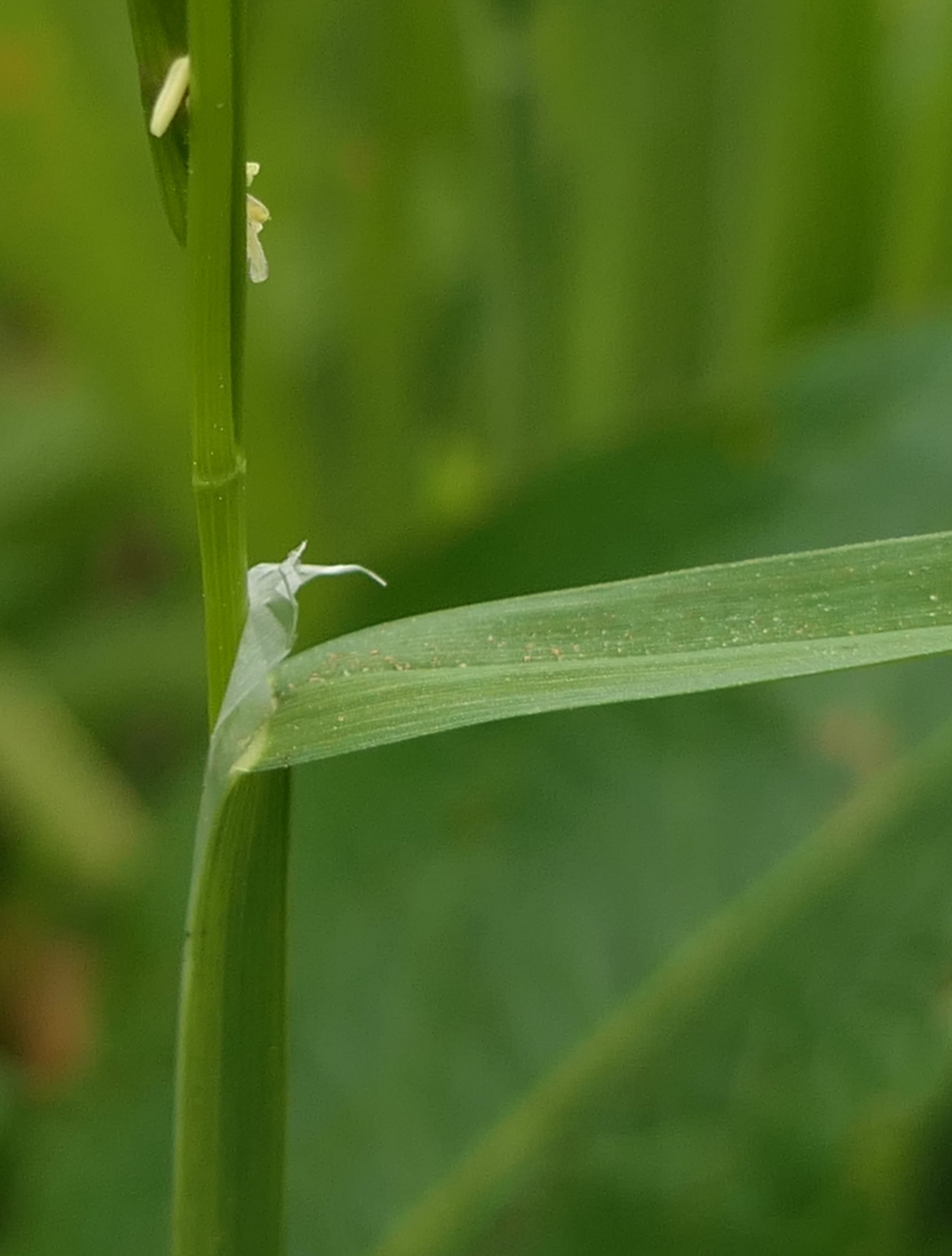 glyceria fluitans