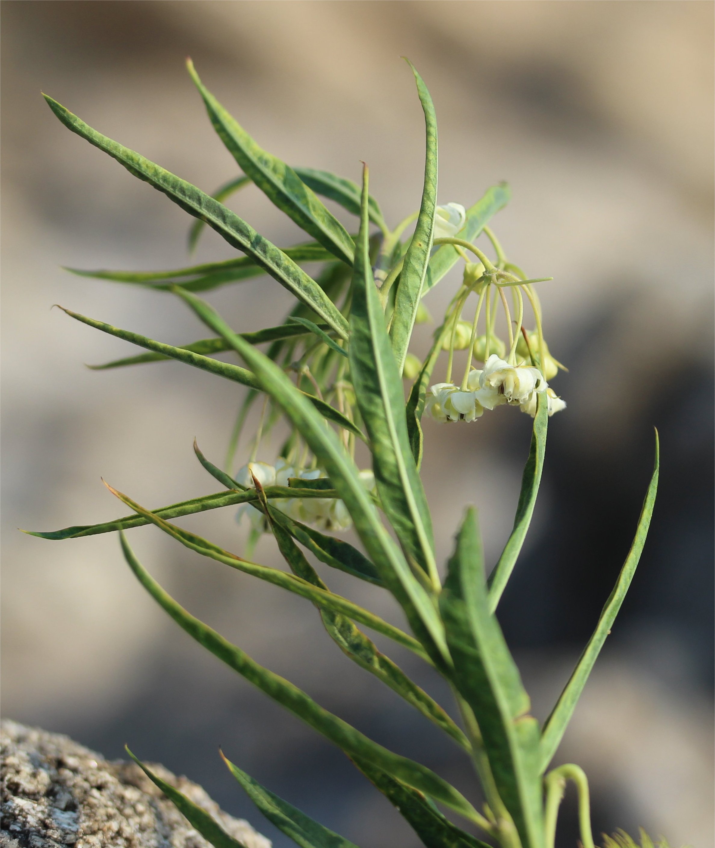 Gomphocarpus fruticosus