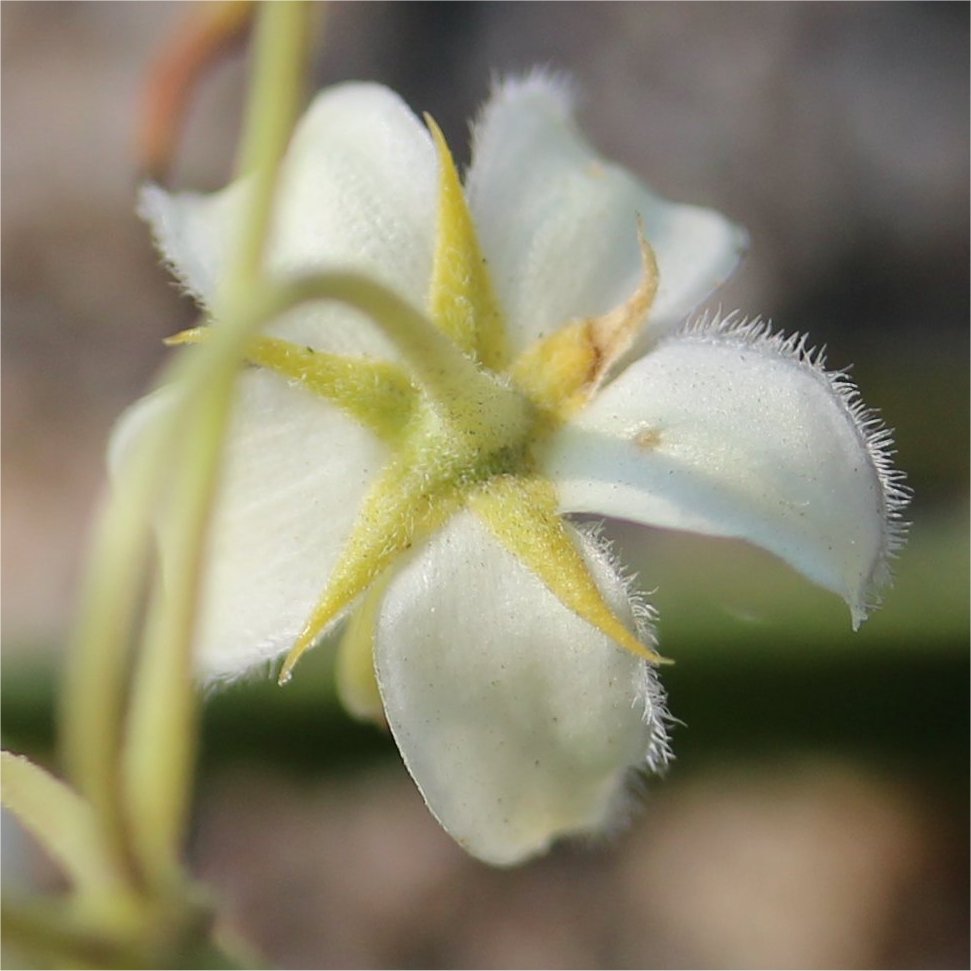 Gomphocarpus fruticosus