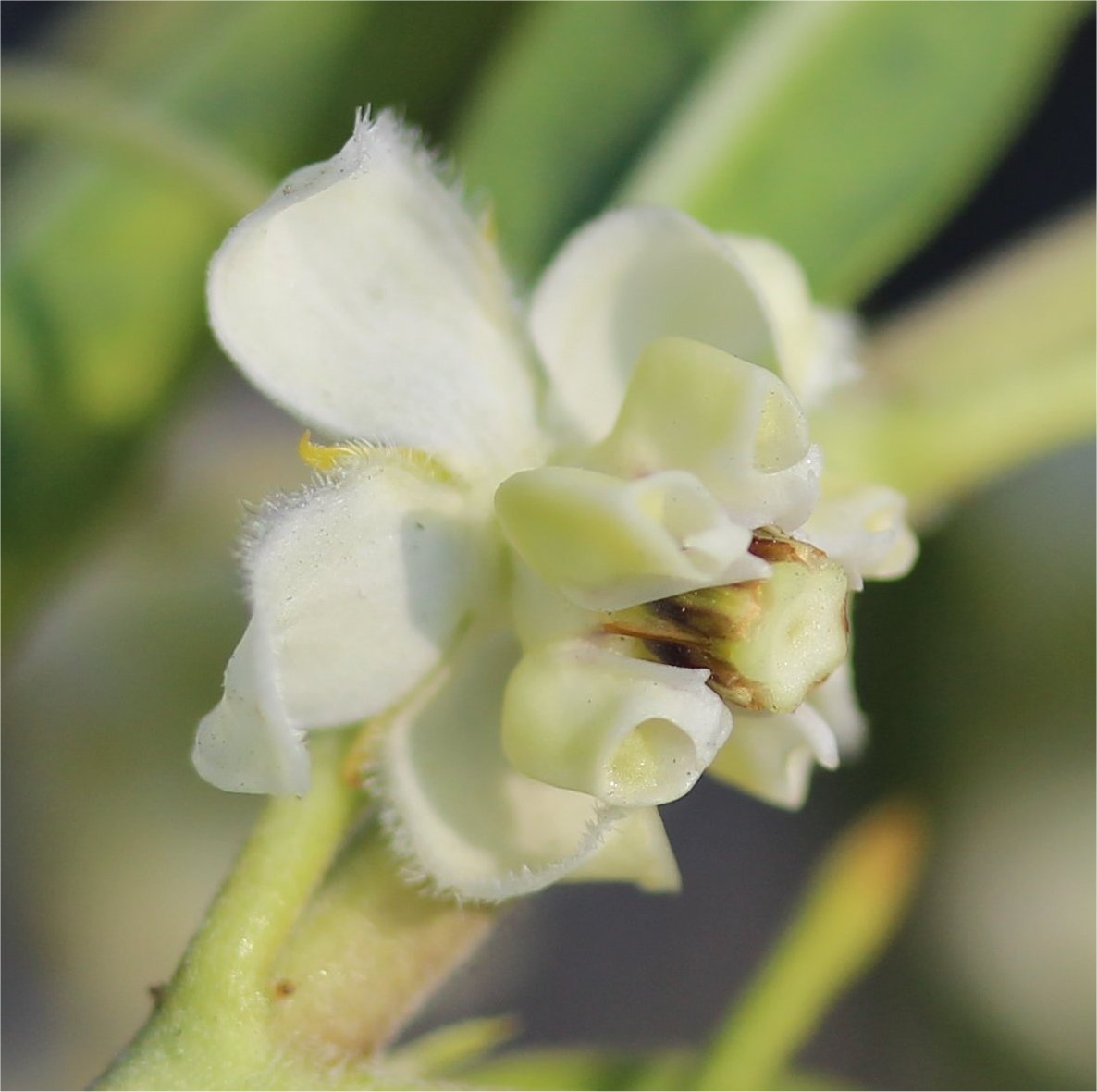 Gomphocarpus fruticosus
