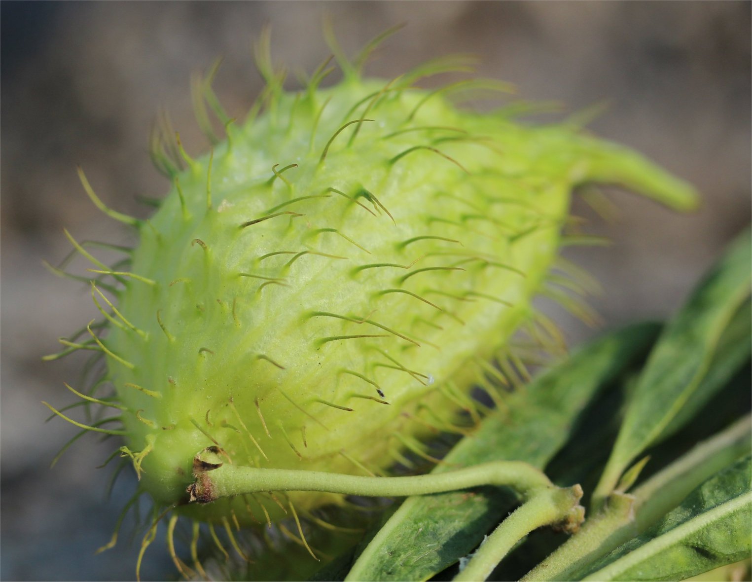 Gomphocarpus fruticosus