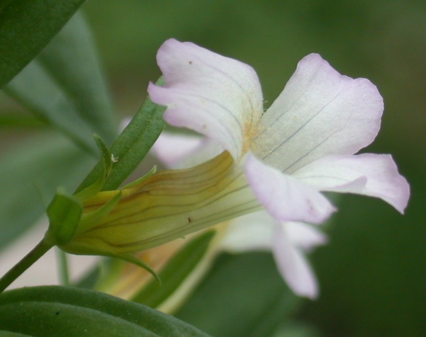 Gratiola officinalisgratiola officinalis