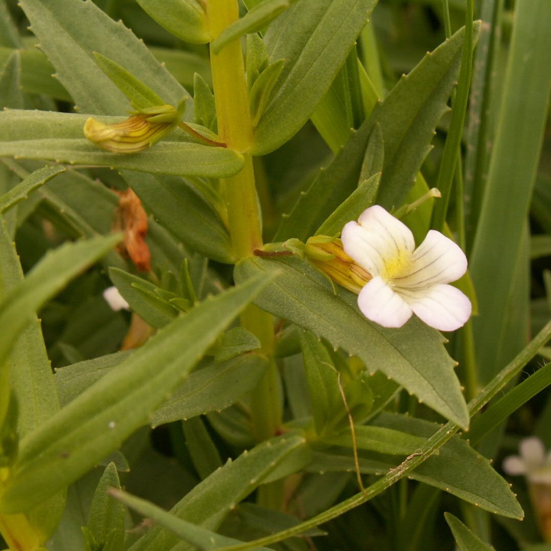 Gratiola officinalisgratiola officinalis