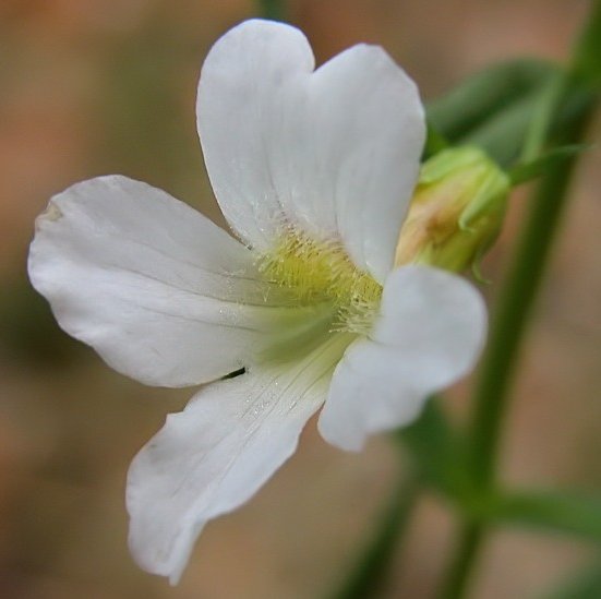 Gratiola officinalisgratiola officinalis