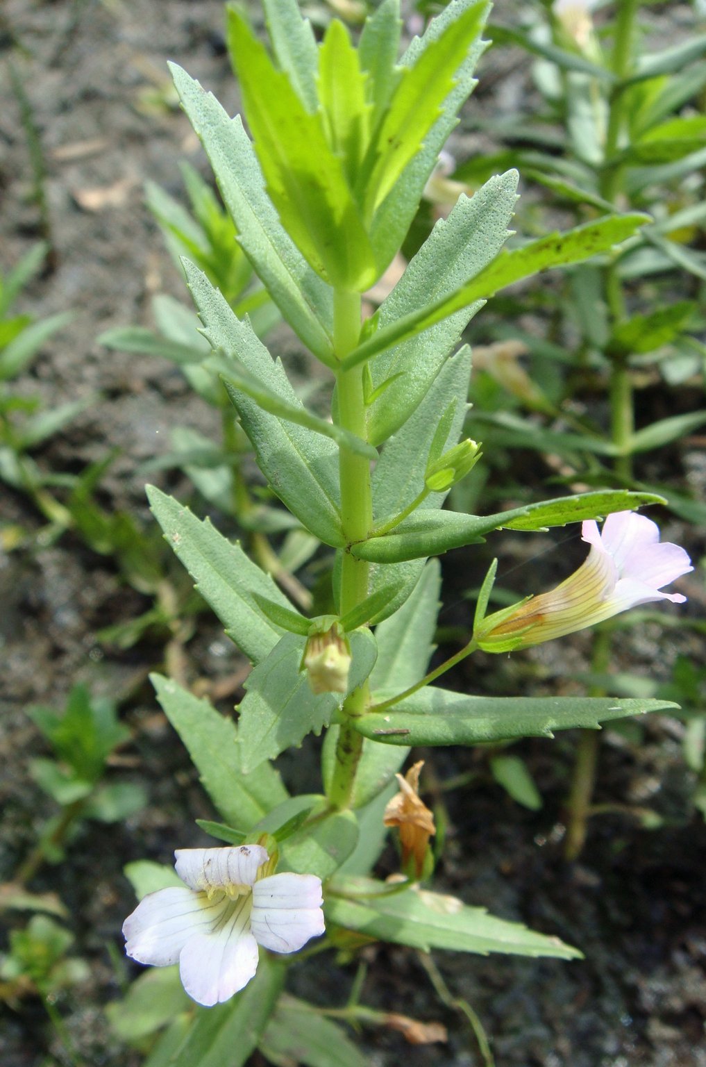 Gratiola officinalisgratiola officinalis