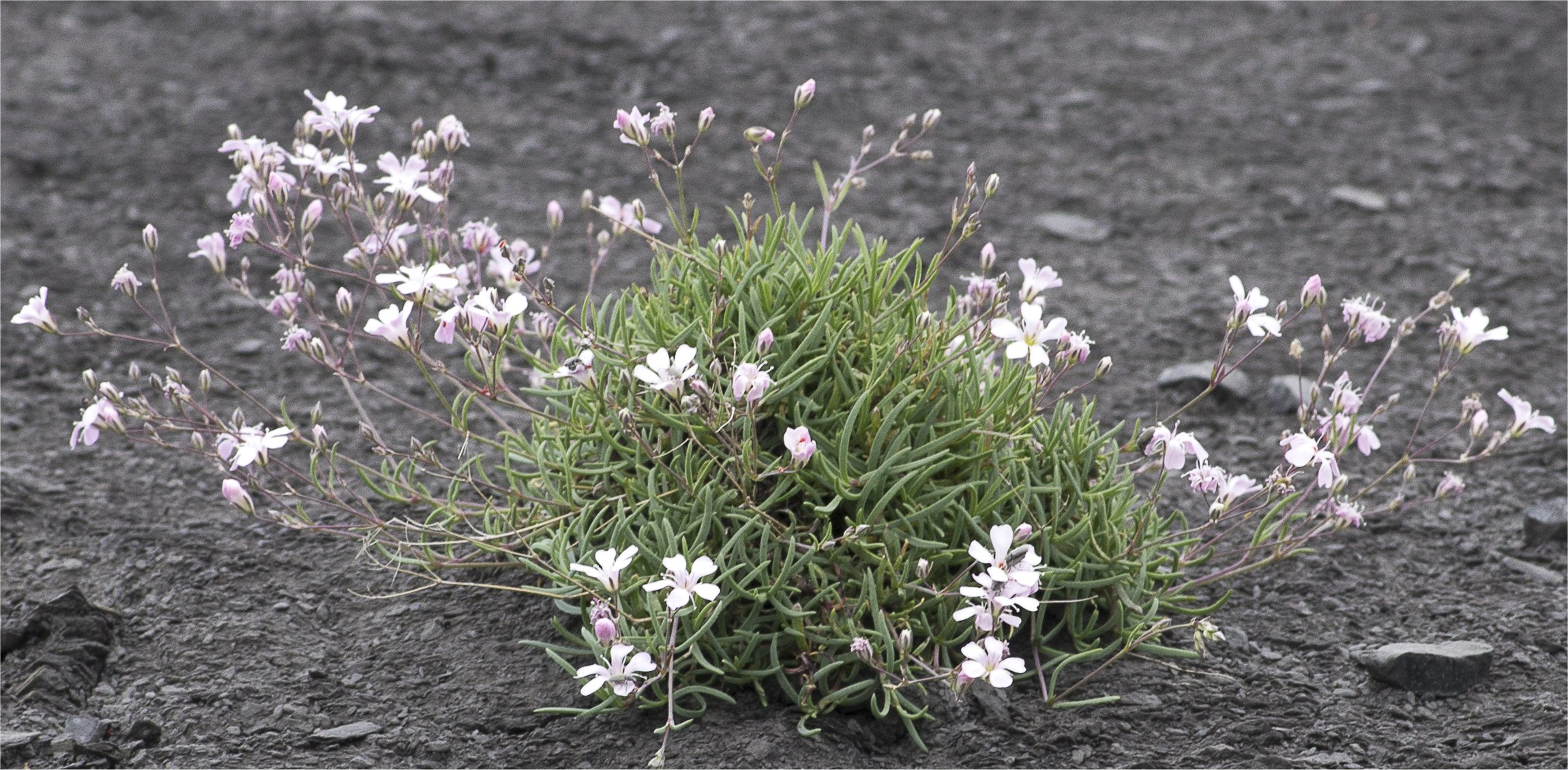 gypsophila repens