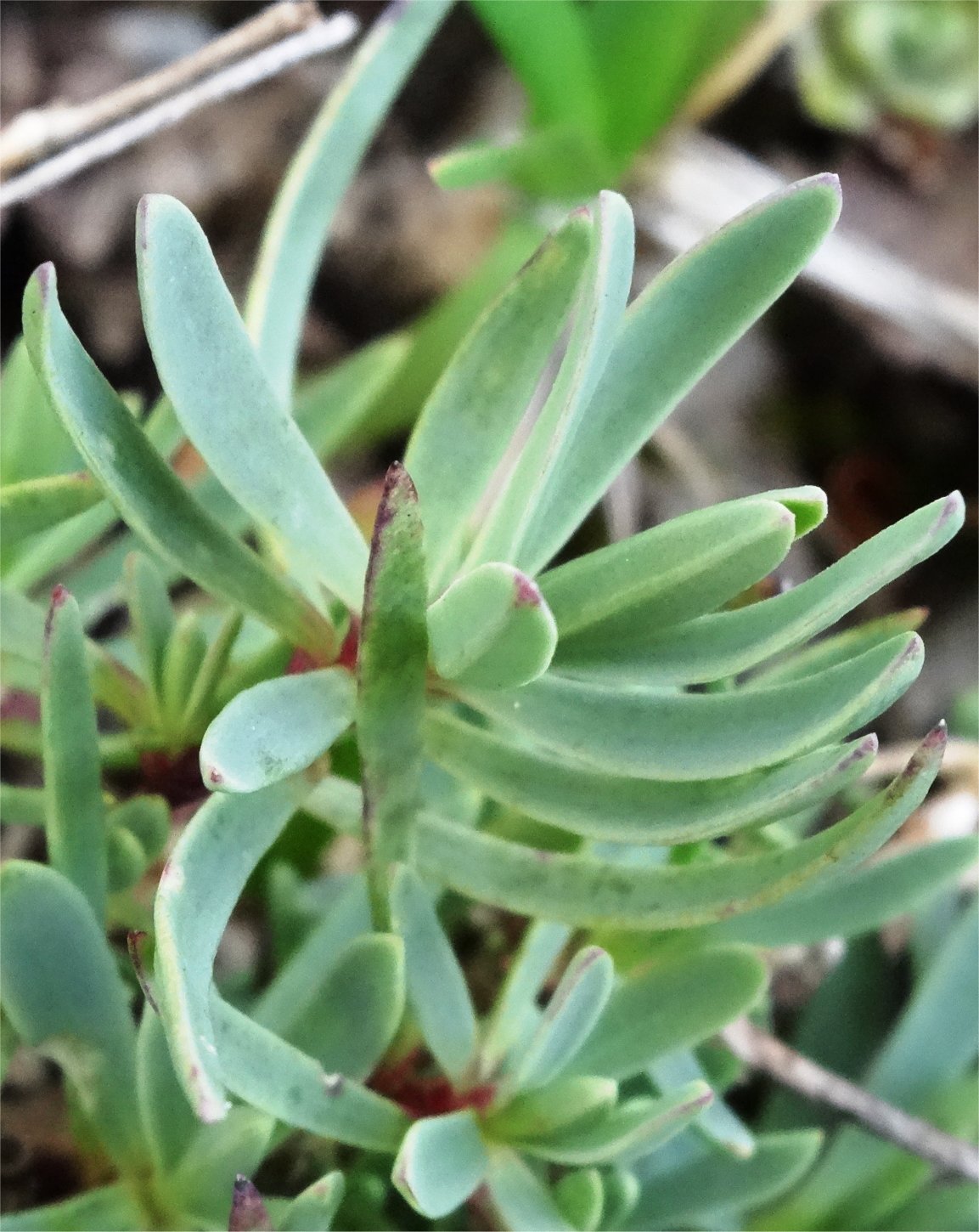 gypsophila repens