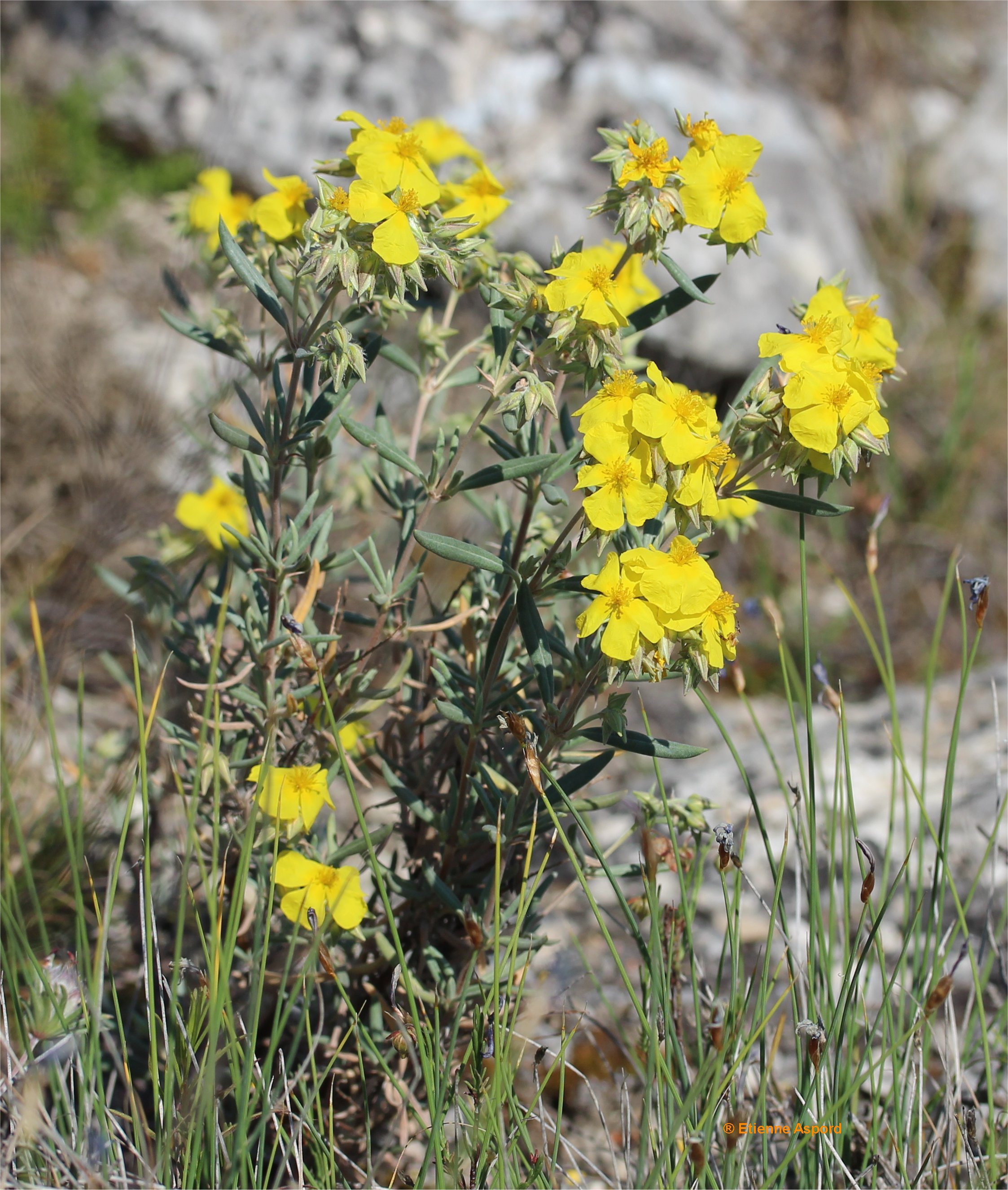 helianthemum syriacum