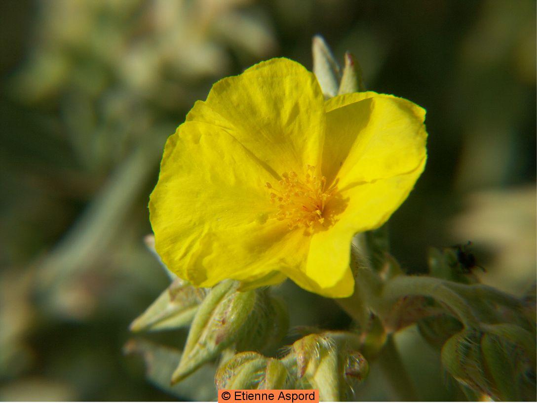 helianthemum syriacum