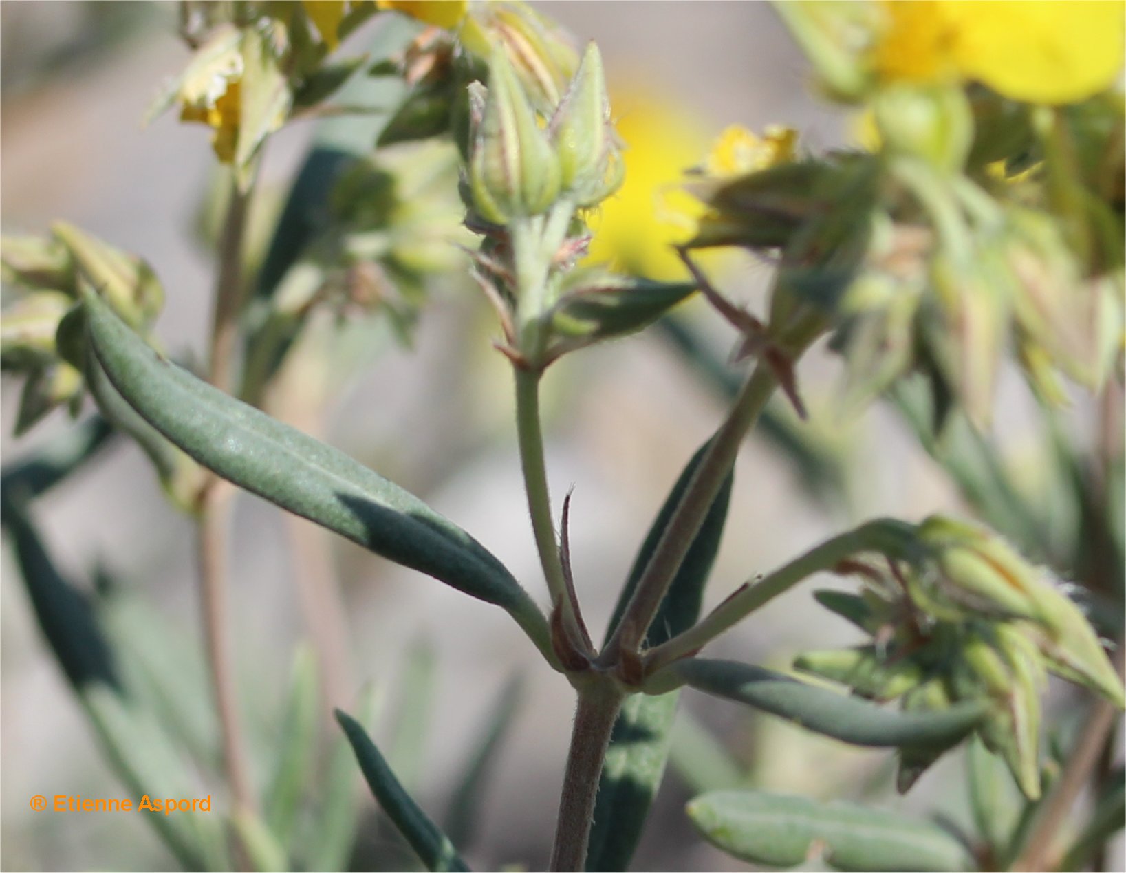 helianthemum syriacum