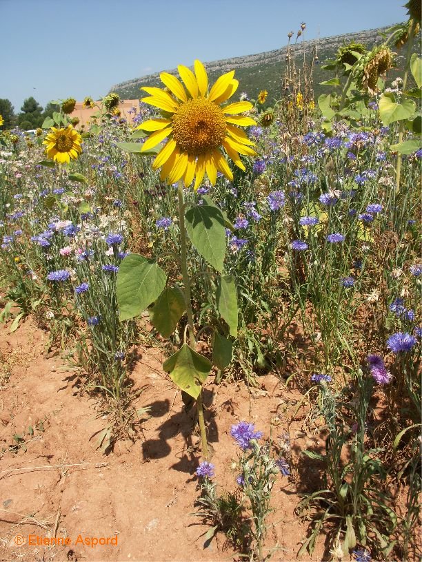 helianthus annuus