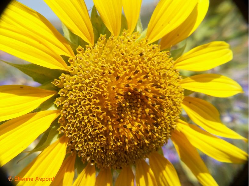 helianthus annuus