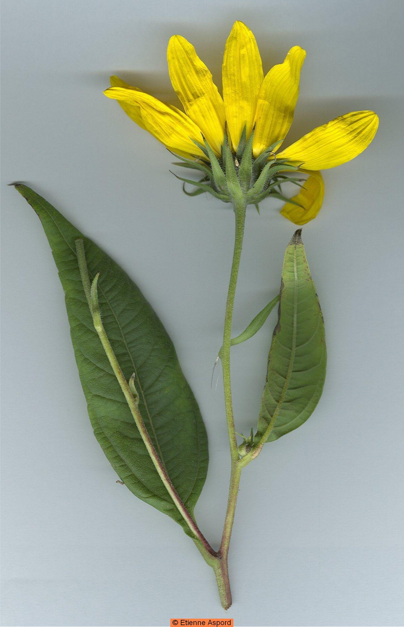helianthus tuberosus